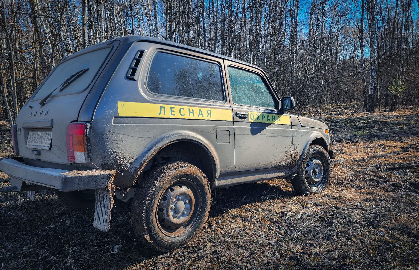 Бронницы, Лесная охрана, Уборка неликвидной древесины, Бронницкое лесничество,
