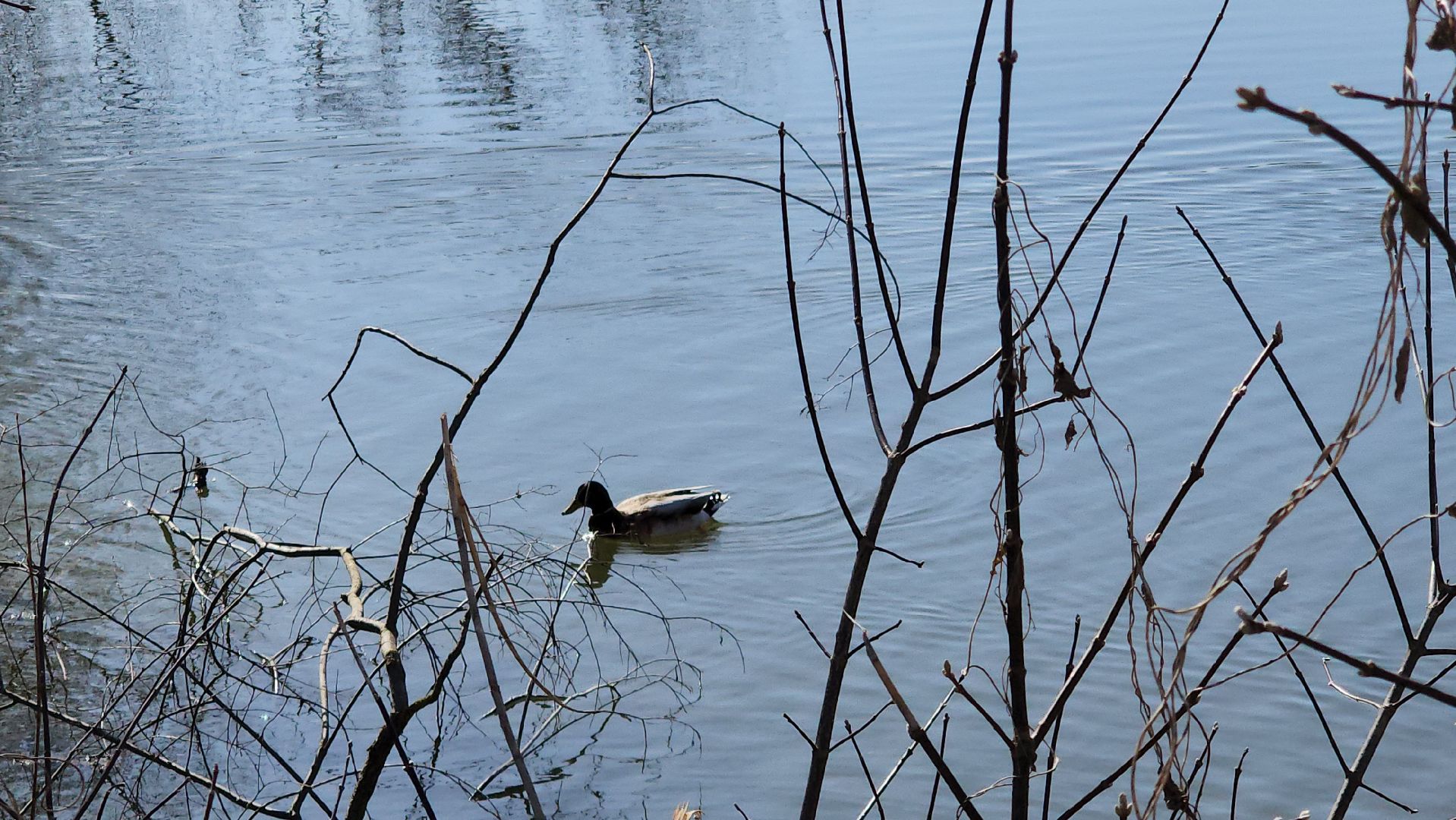 серпухов, подмосковье, субботник, река Нара,