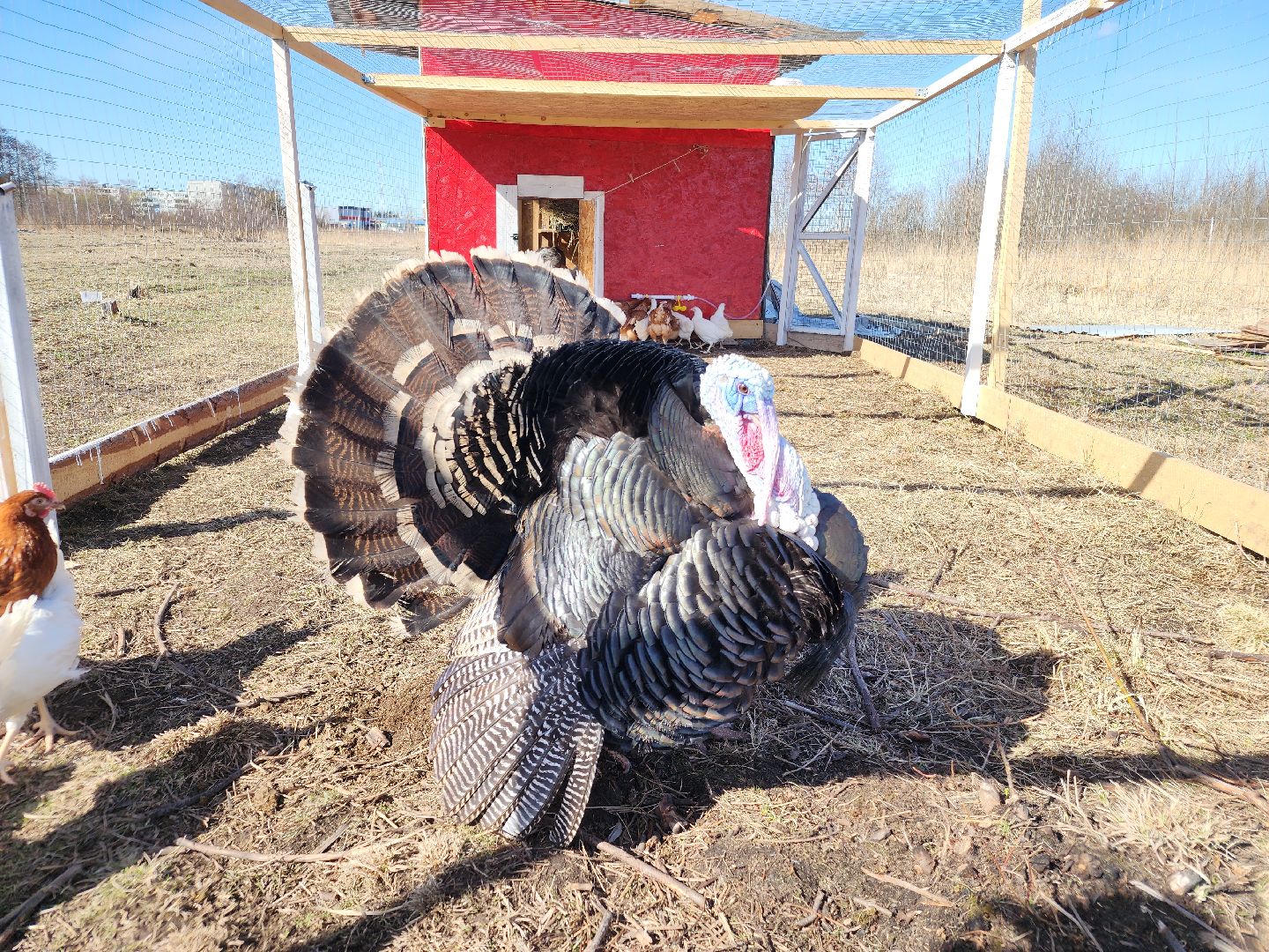 семейная ферма, орехово-зуевский округ, фермеры подмосковья, семен янин,