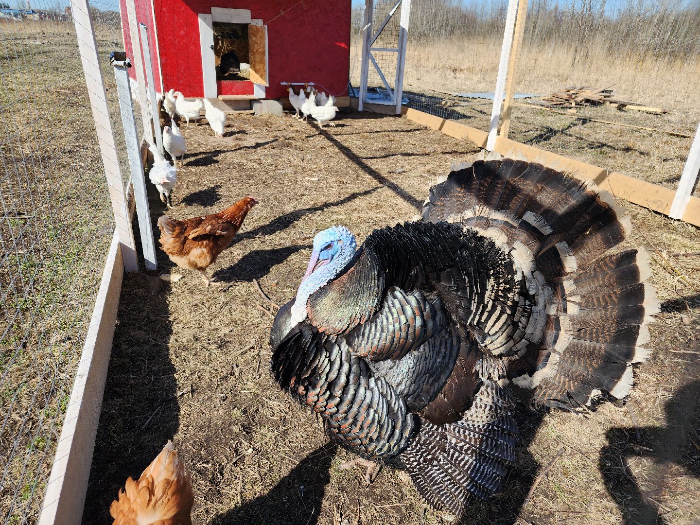 семейная ферма, орехово-зуевский округ, фермеры подмосковья, семен янин,