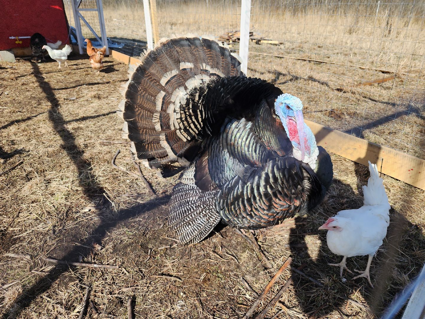 семейная ферма, орехово-зуевский округ, фермеры подмосковья, семен янин,