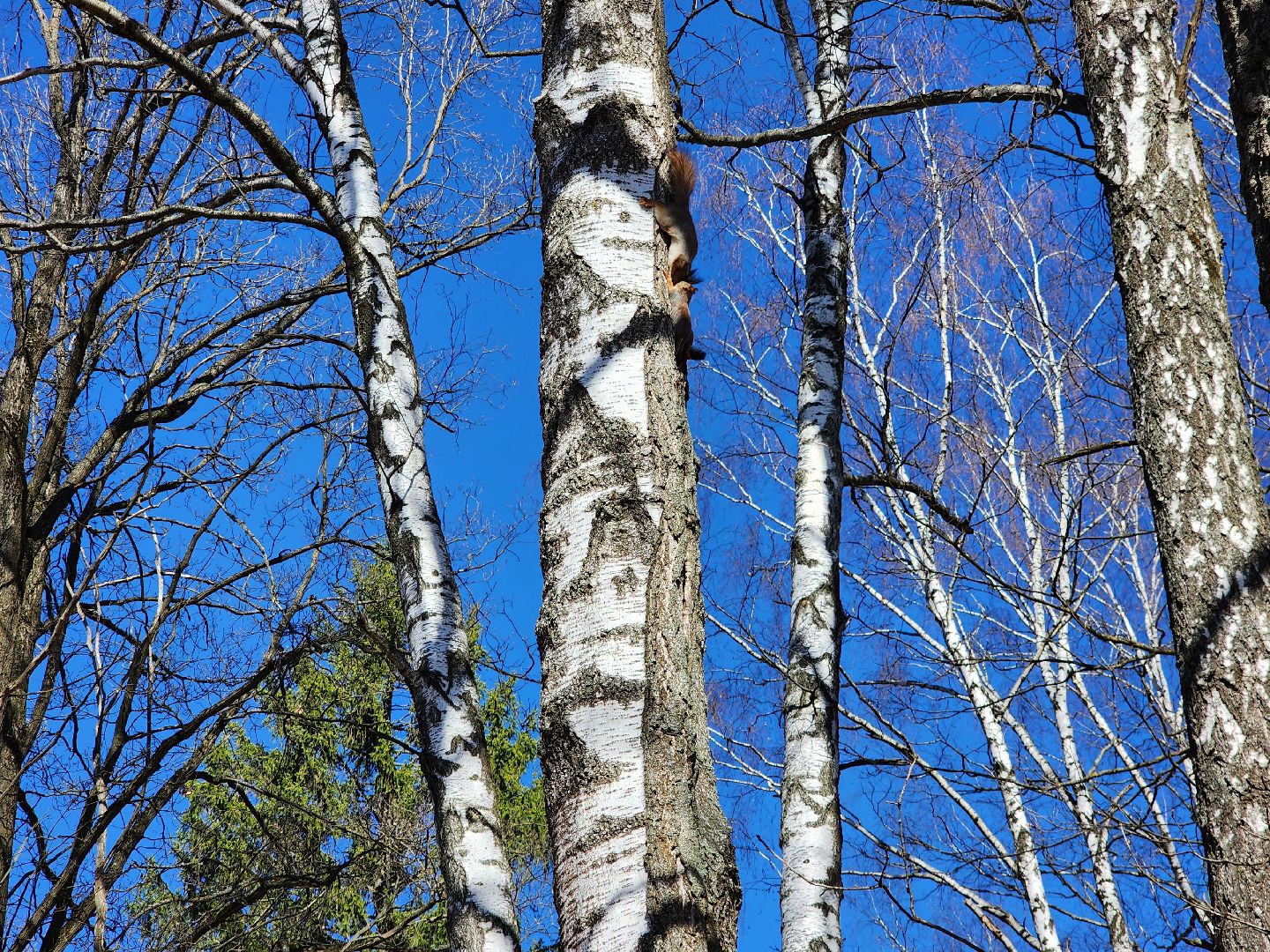 фрязино, лесопарк, изостудия, белки,