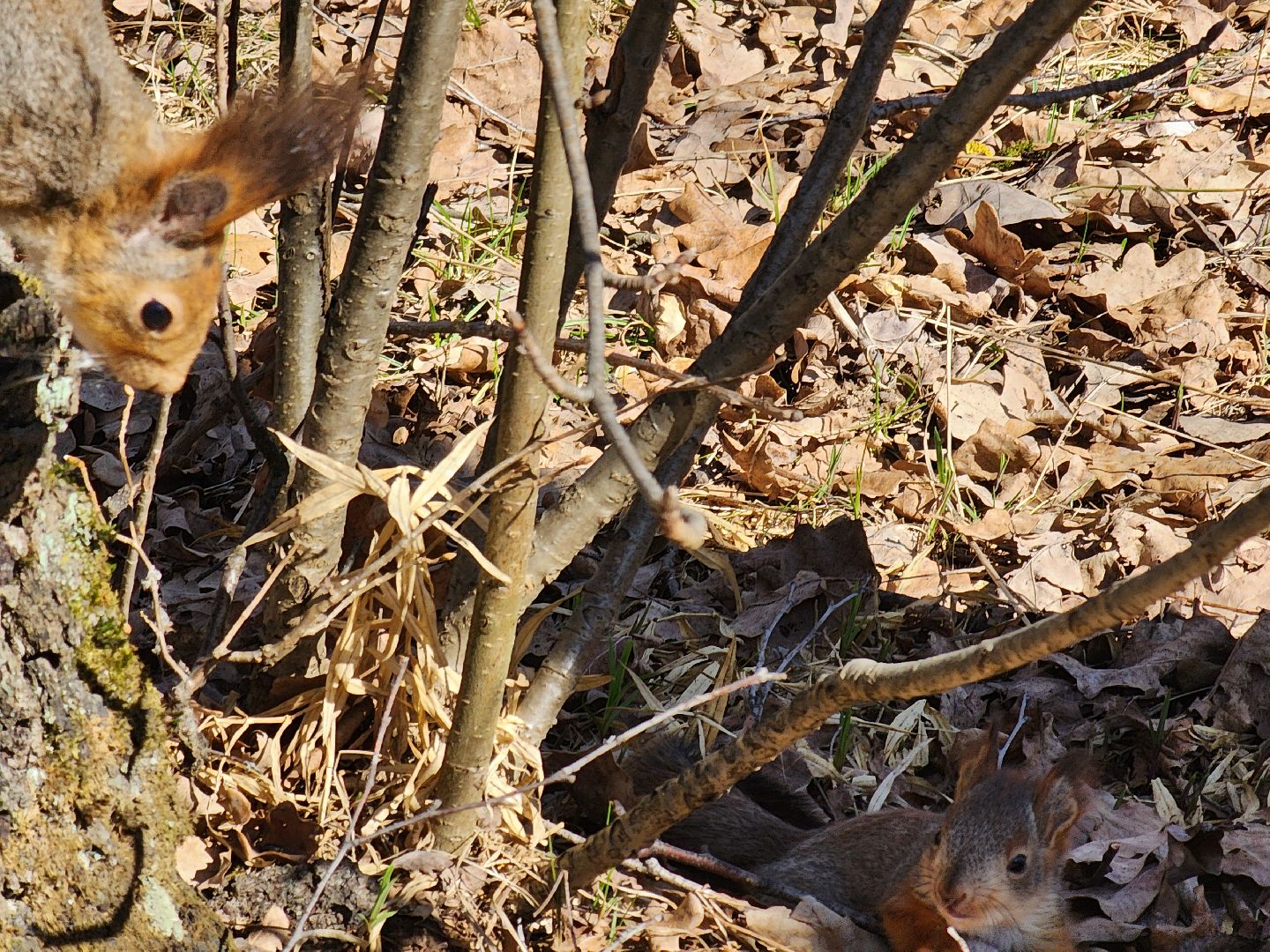 фрязино, лесопарк, изостудия, белки,