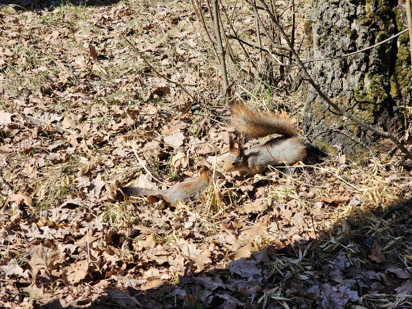 фрязино, лесопарк, изостудия, белки,