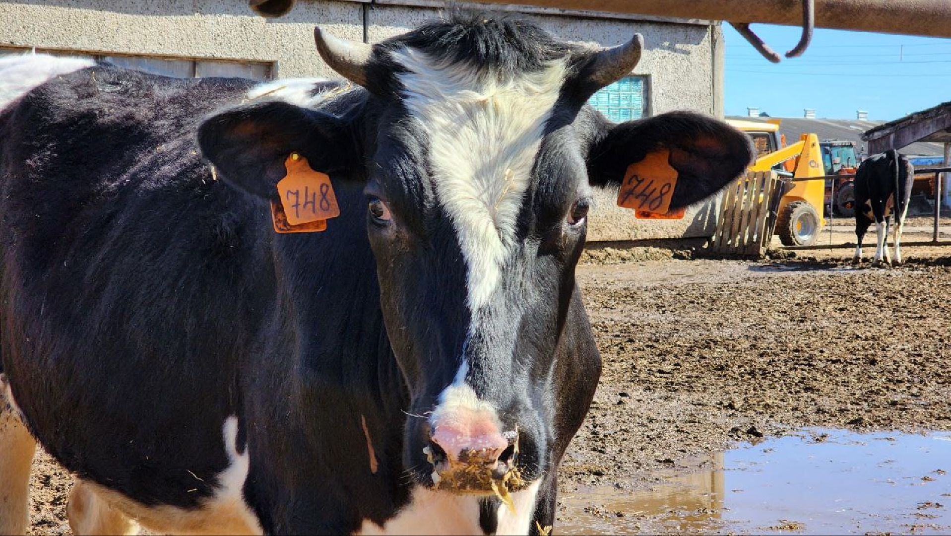 Луховицы, сельское хозяйство,