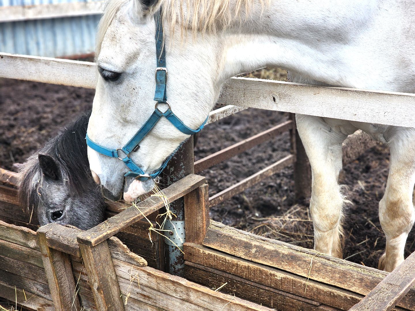 дубна, верховая езда, лошади, конный клуб, конно-спортивный клуб,