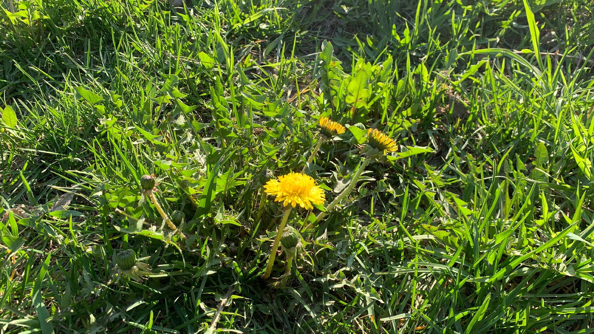 Ступино, аллергия, здоровье, поллиноз