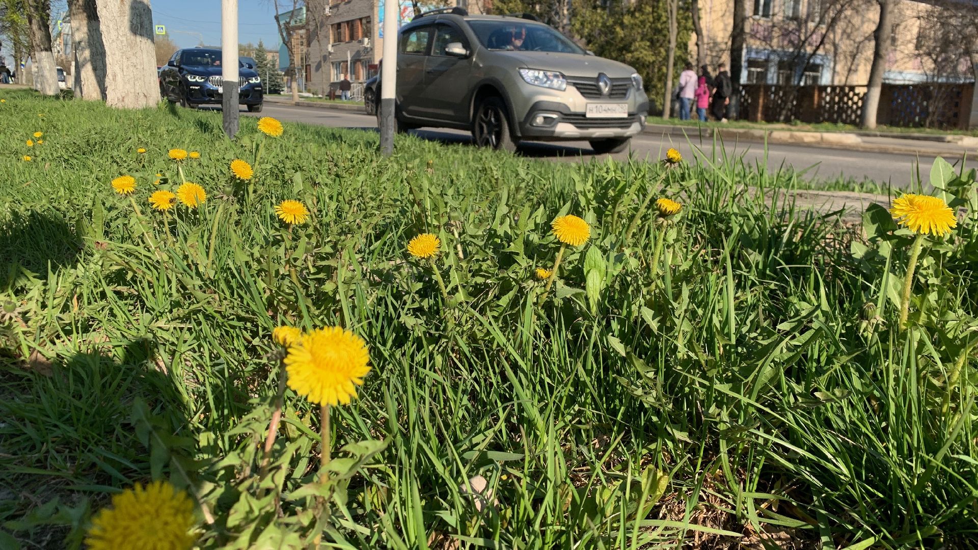 Ступино, аллергия, здоровье, поллиноз