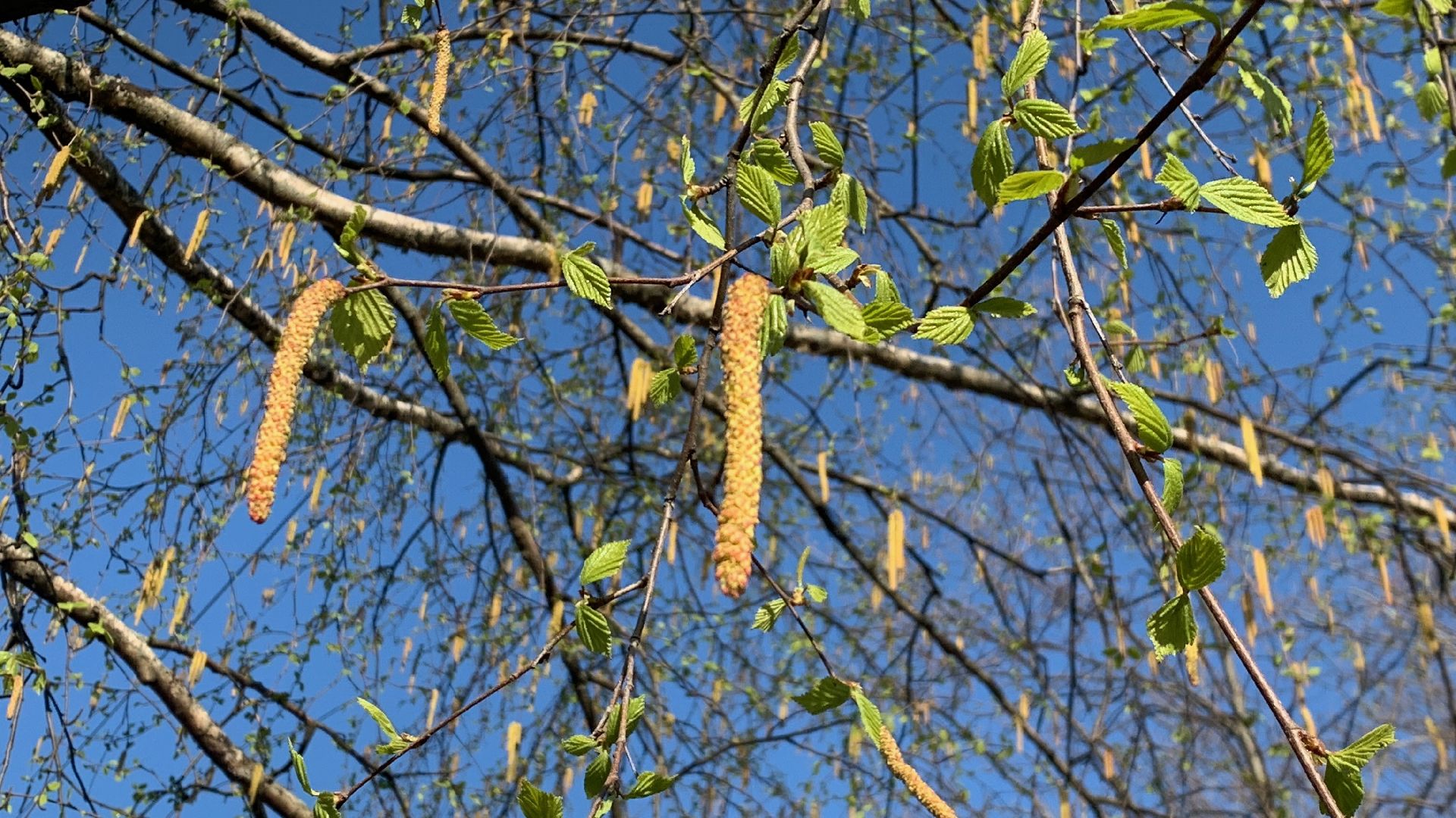 Ступино, аллергия, здоровье, поллиноз