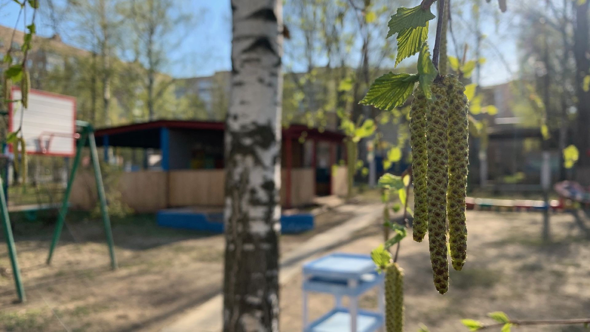 Ступино, аллергия, здоровье, поллиноз