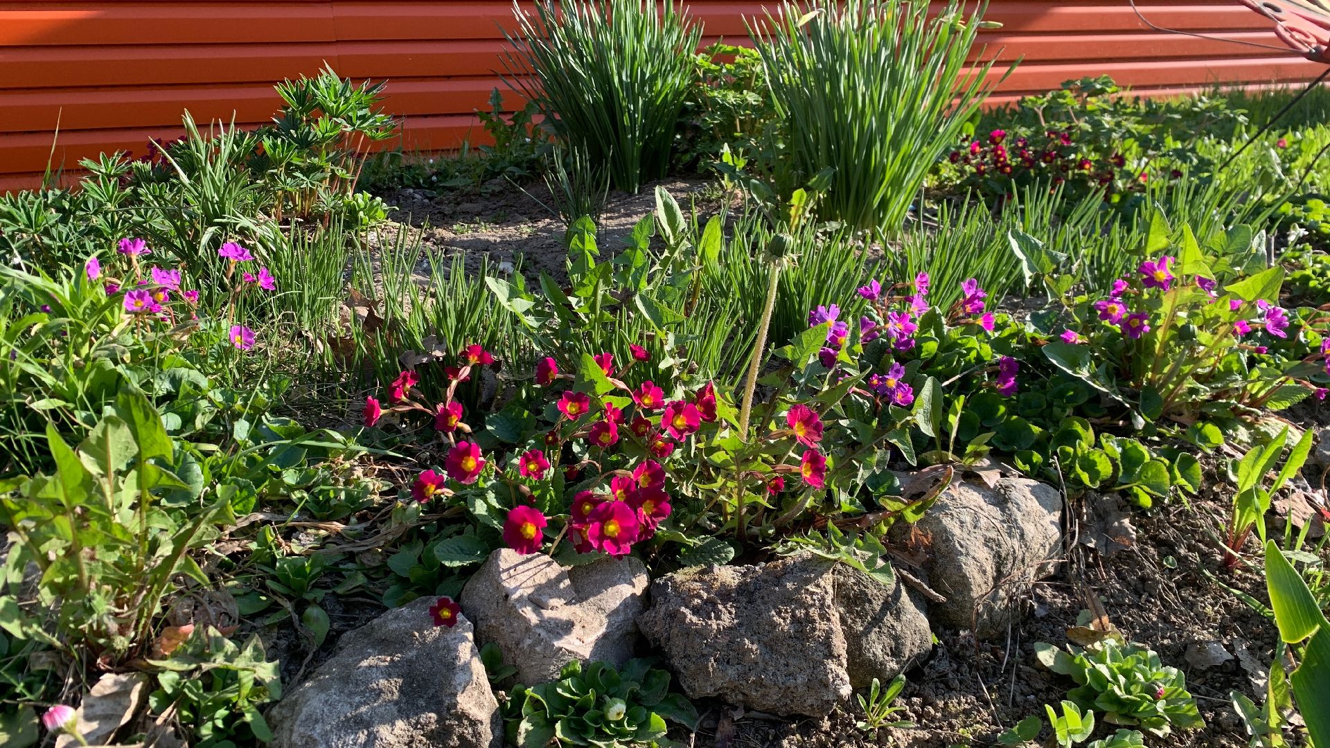 Ступино, аллергия, здоровье, поллиноз