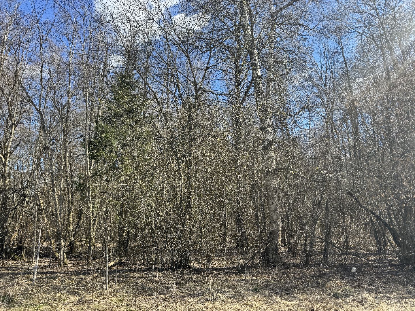 Шаховская, Лес, Нападение медведя,