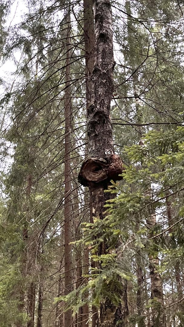 Шаховская, Лес, Нападение медведя,