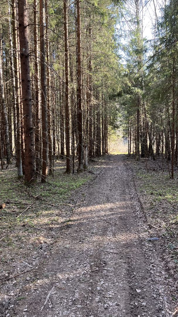 Шаховская, Лес, Нападение медведя,