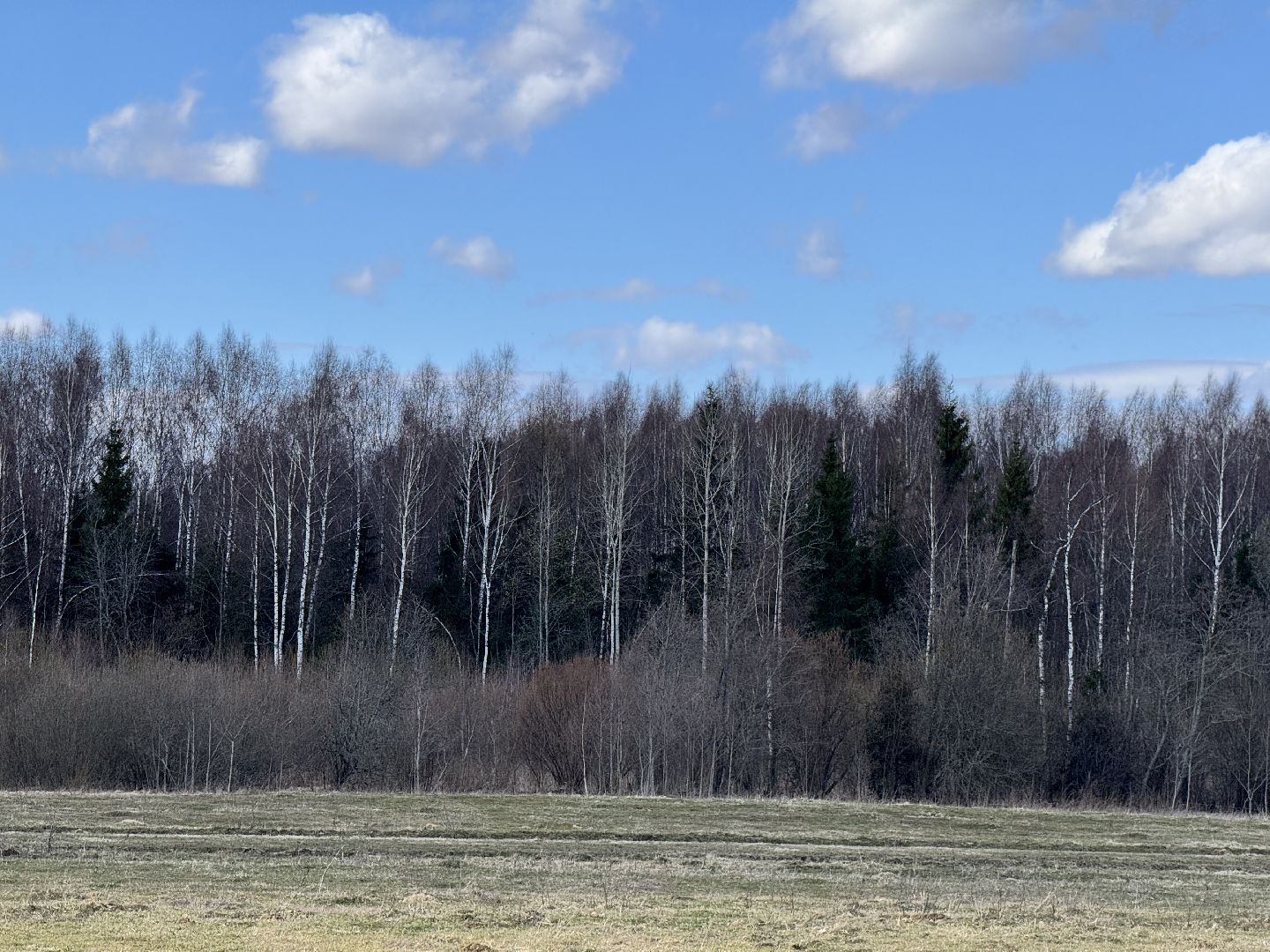 Шаховская, Лес, Нападение медведя,