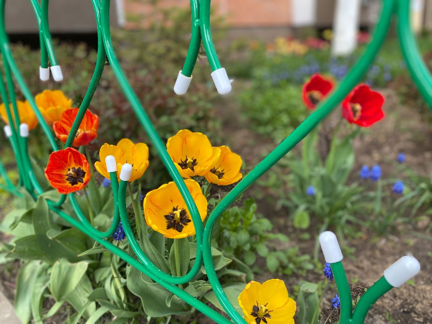 Домодедово, клумба, благоустройство, цветы, конкурс