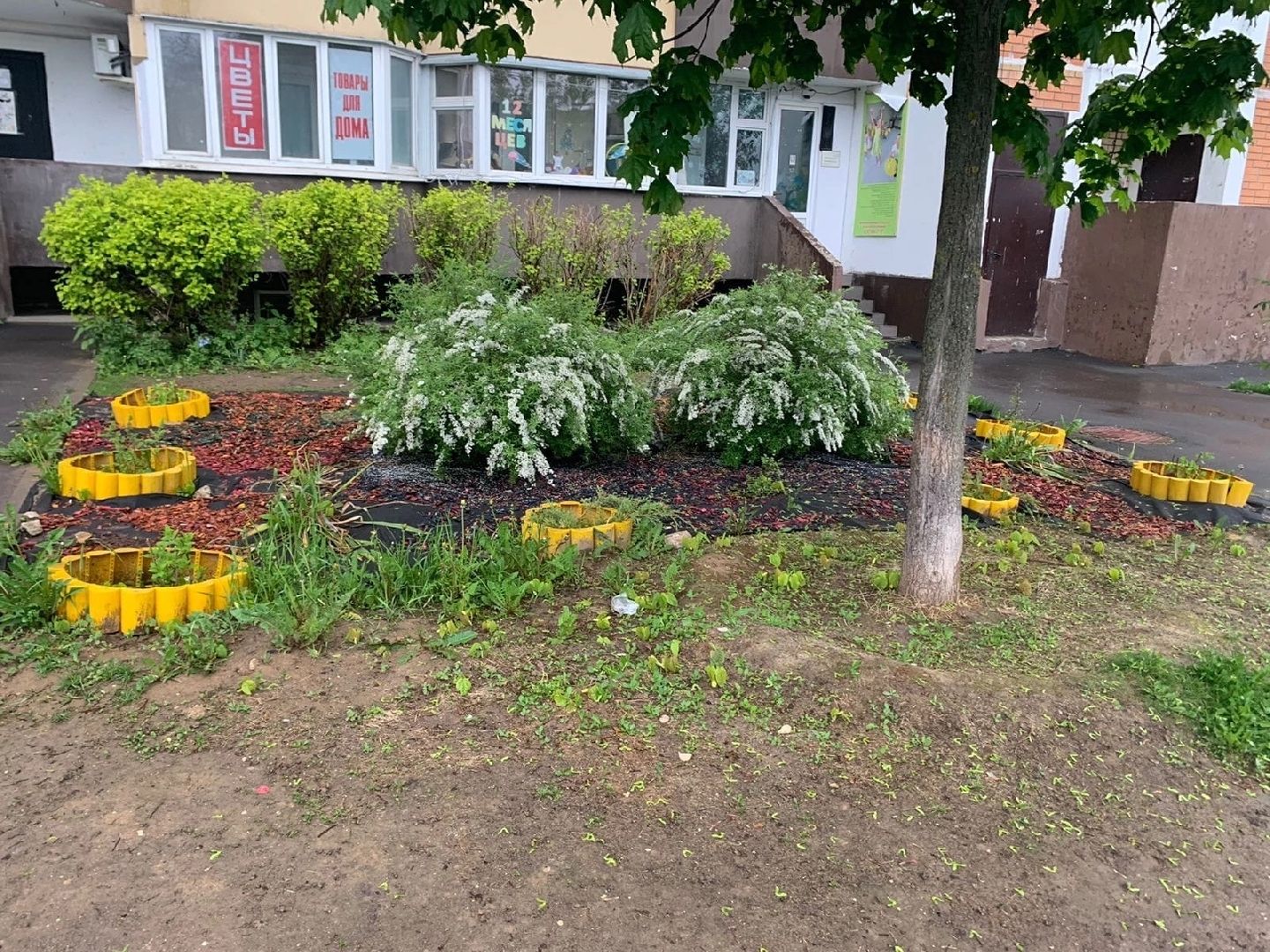 Домодедово, клумба, благоустройство, цветы, конкурс