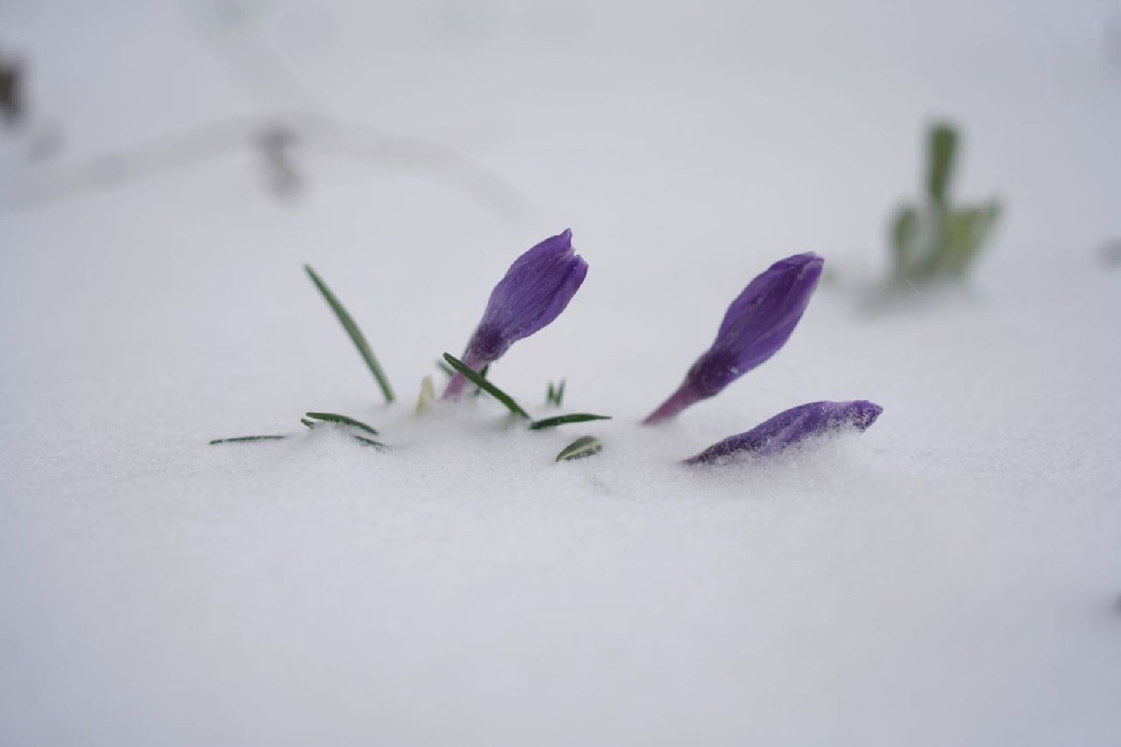 снег, коммунальные службы, сергиев посад, сергиево-посадский городской округ, снег весной,