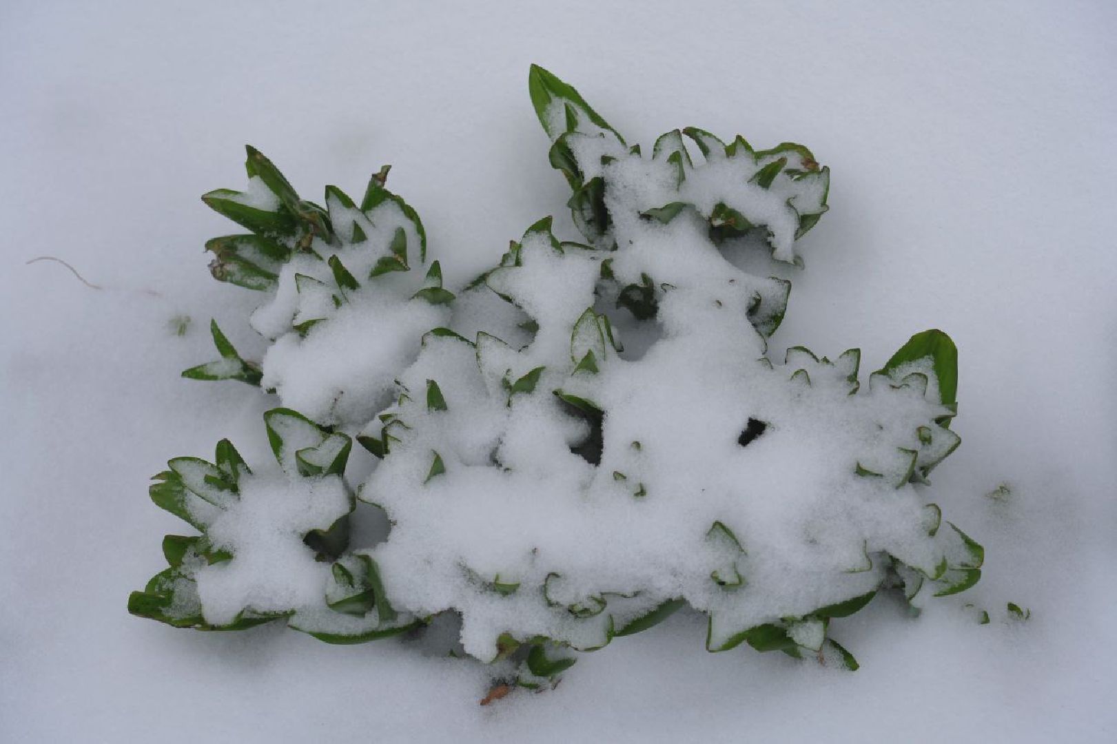 снег, коммунальные службы, сергиев посад, сергиево-посадский городской округ, снег весной,