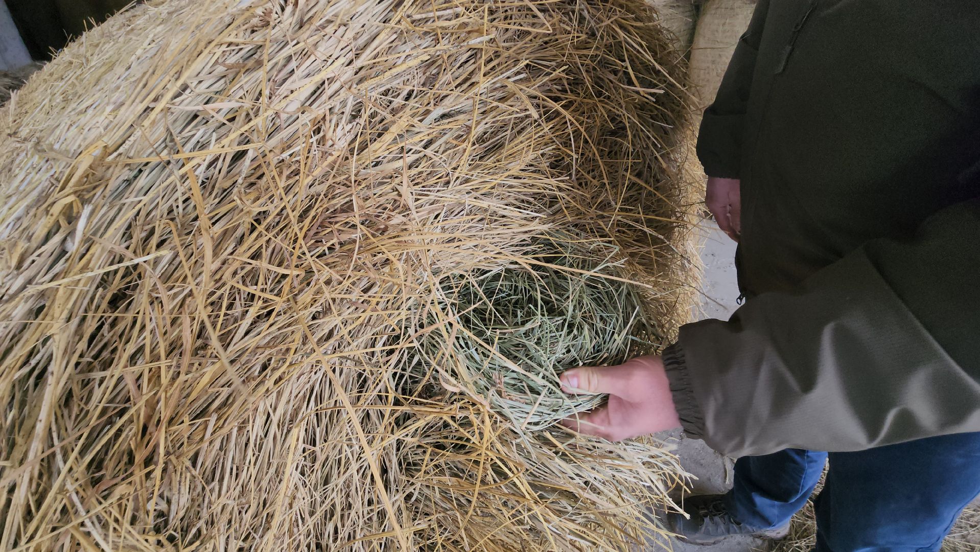 серпухов, деревня игумново, подготовка к посевной, новая сельхозтехника, сельское хозяйство,