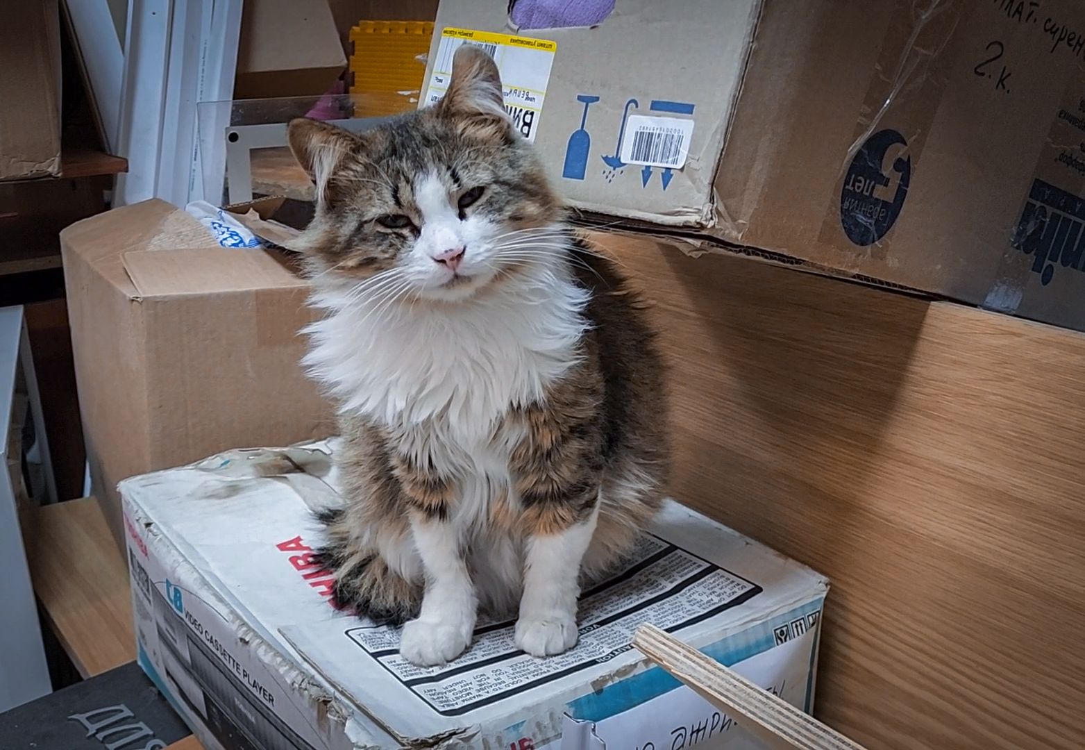 Бронницы, Сбор макулатуры, Экологическая акция, Молодежный центр Алиби,