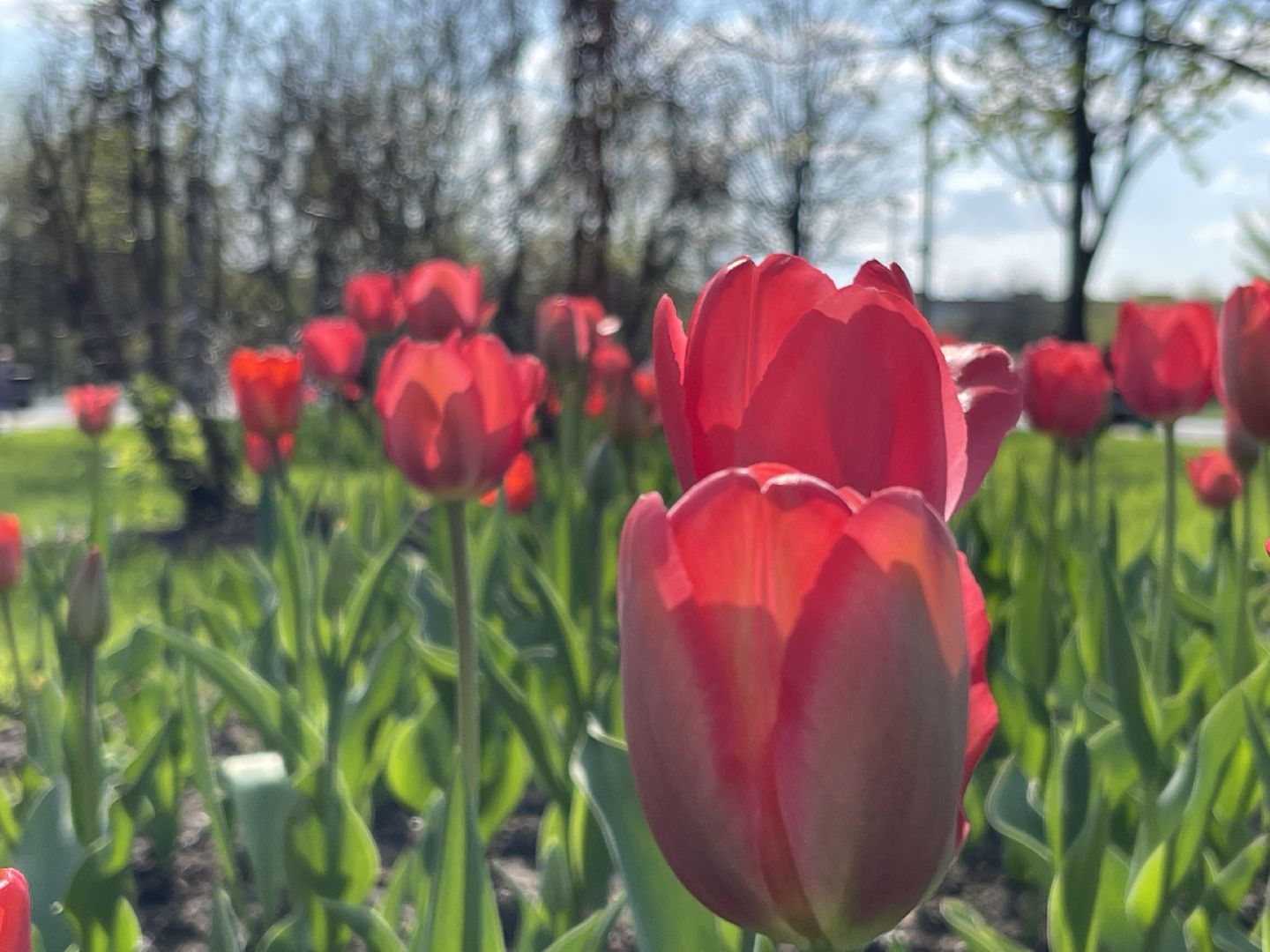 Одинцово, площадь, благоустройство, цветы,
