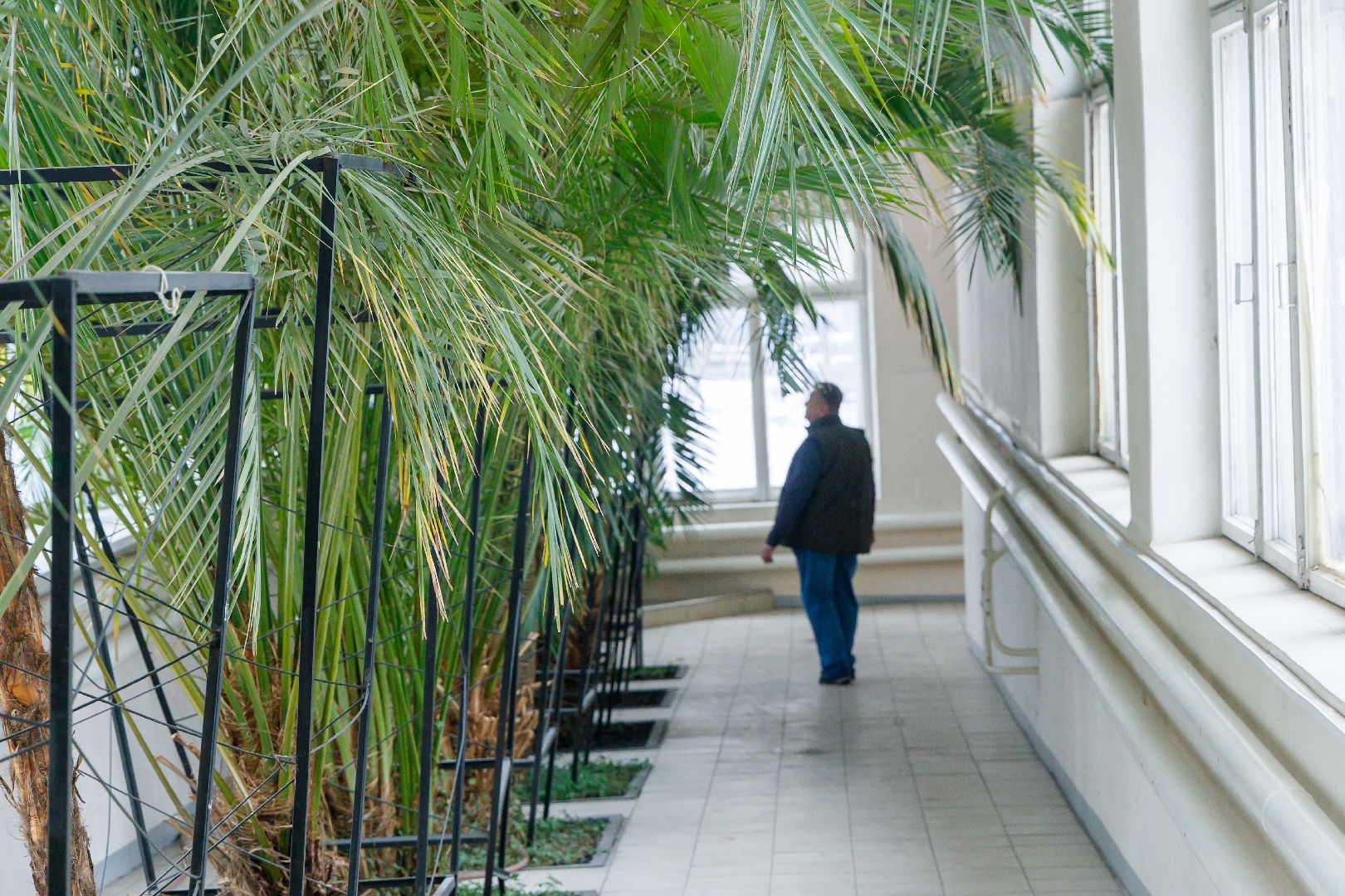 люберцы, глава городского округа люберцы владимир волков, люберецкая больница, оранжерея пальм, ухтомская больница,