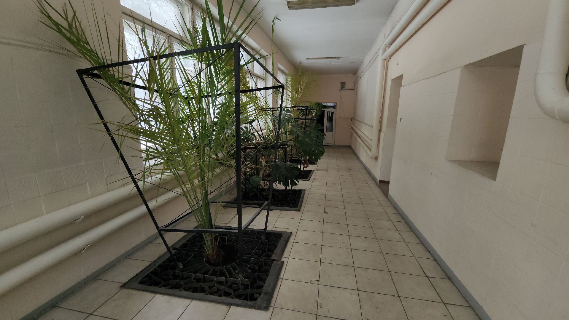 люберцы, глава городского округа люберцы владимир волков, люберецкая больница, оранжерея пальм, ухтомская больница,