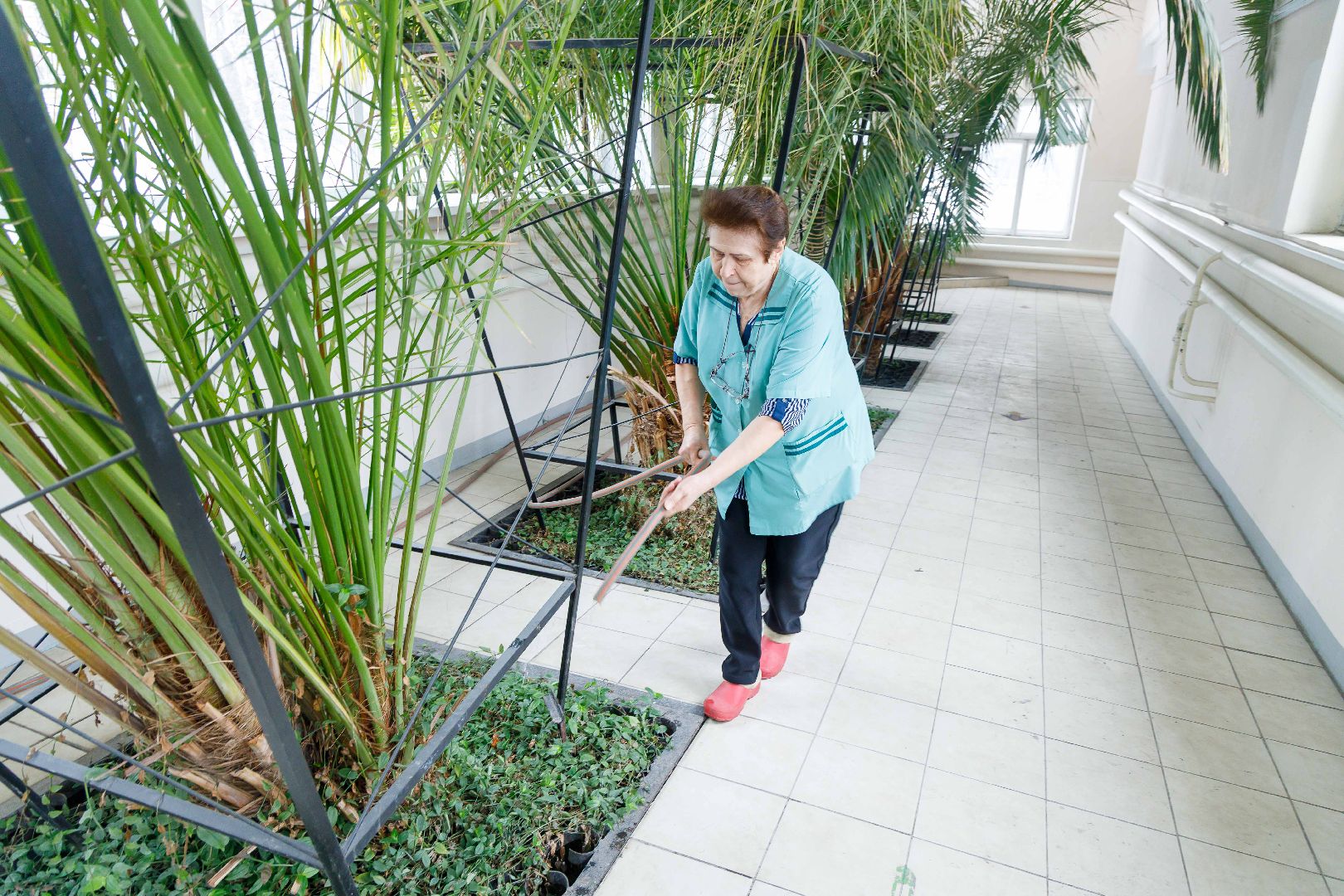 люберцы, глава городского округа люберцы владимир волков, люберецкая больница, оранжерея пальм, ухтомская больница,