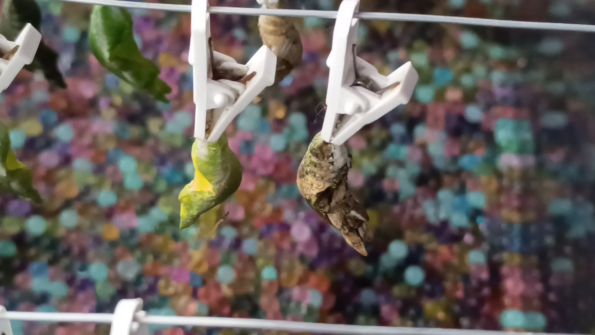 бабочка, выставка, лобня, библиотека,