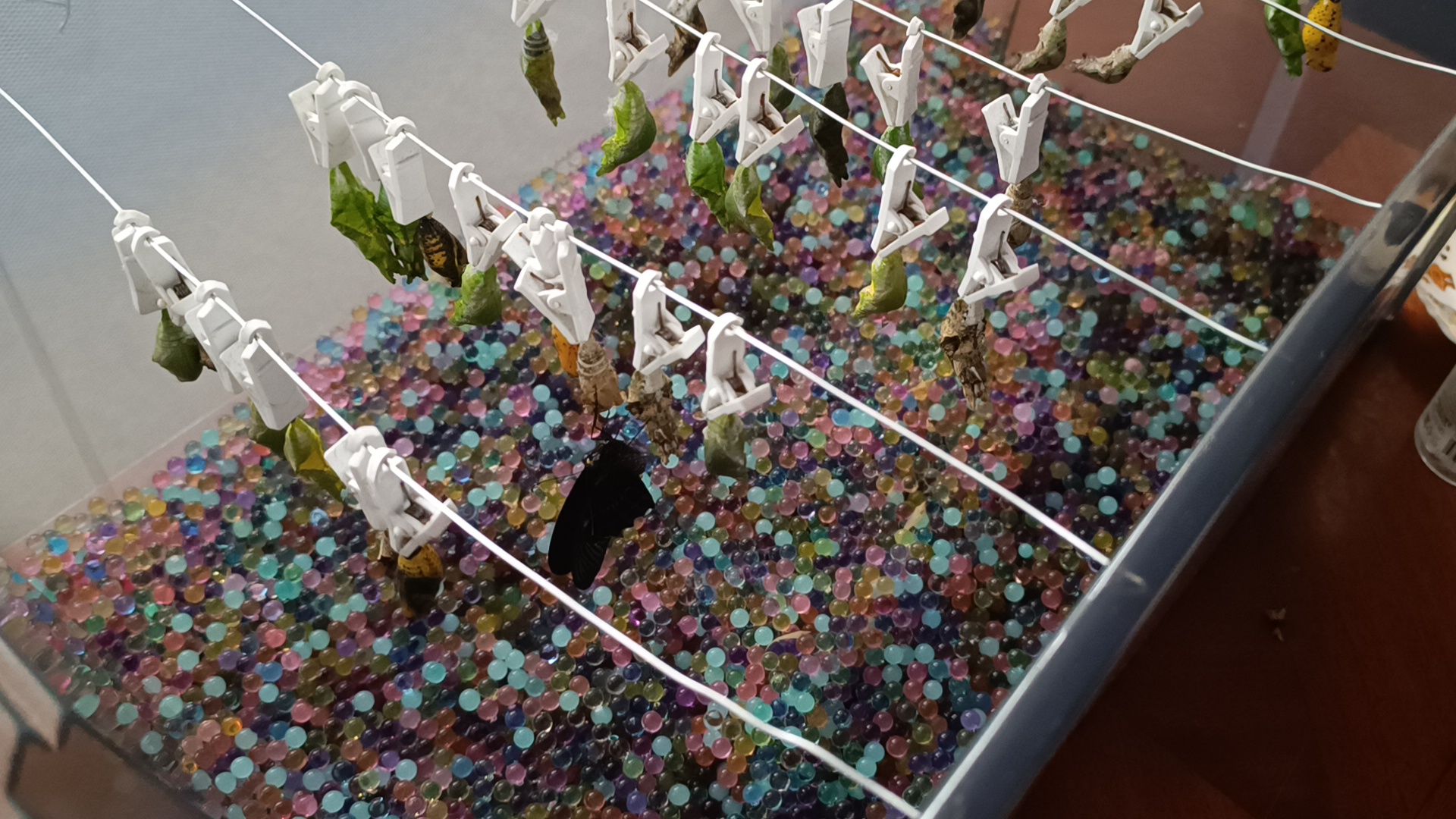 бабочка, выставка, лобня, библиотека,