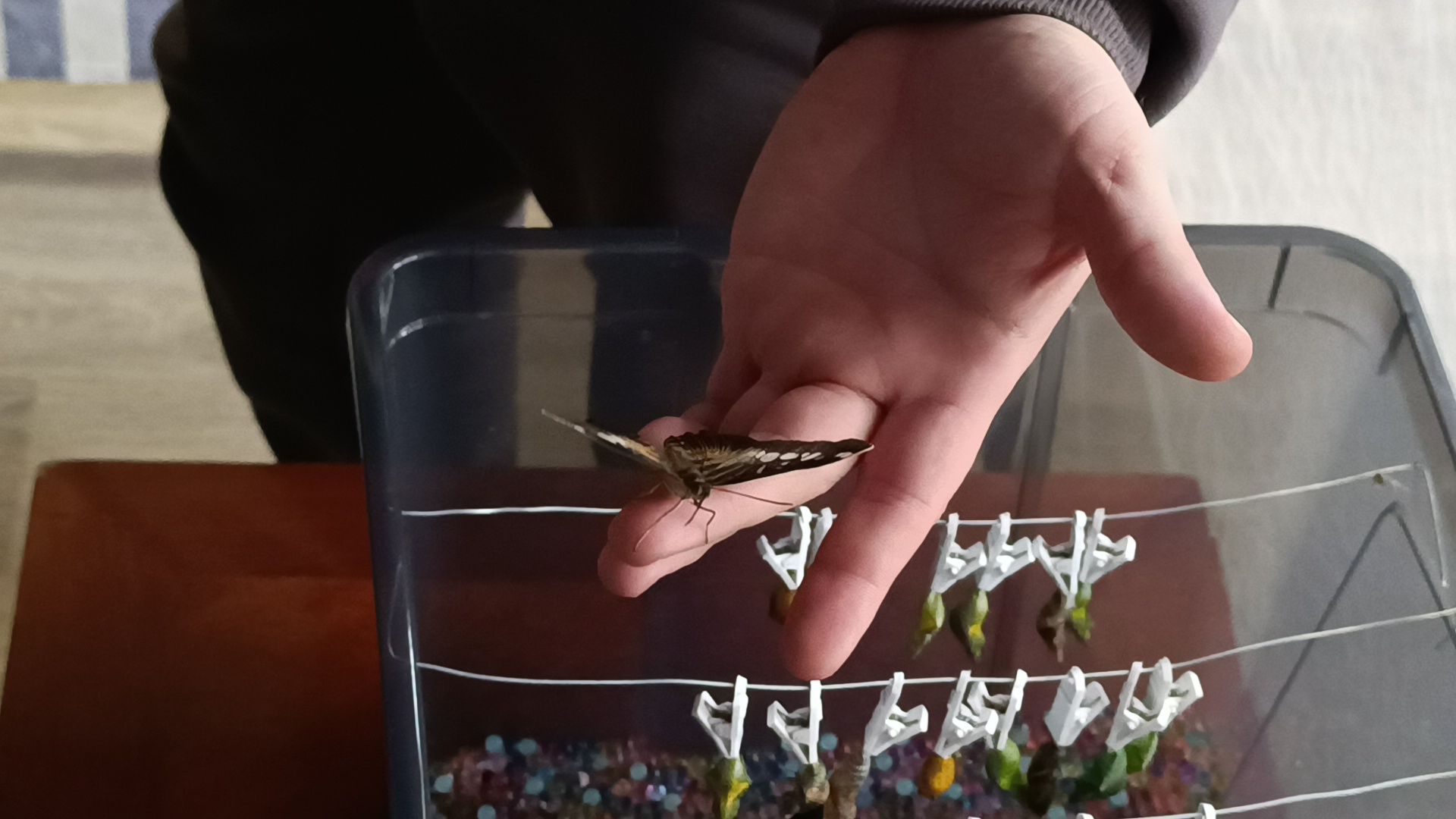 бабочка, выставка, лобня, библиотека,