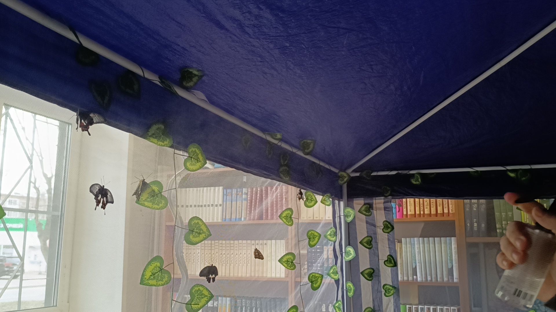 бабочка, выставка, лобня, библиотека,