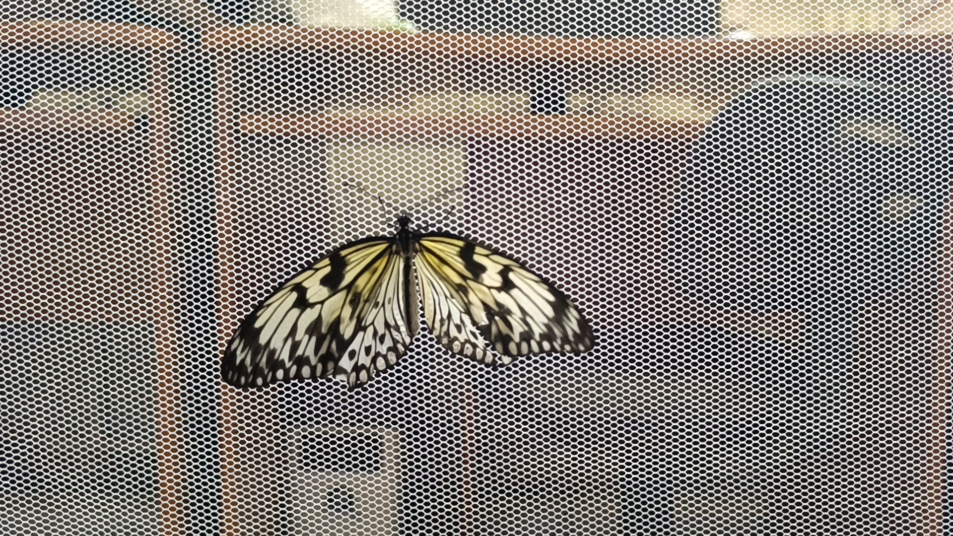 бабочка, выставка, лобня, библиотека,