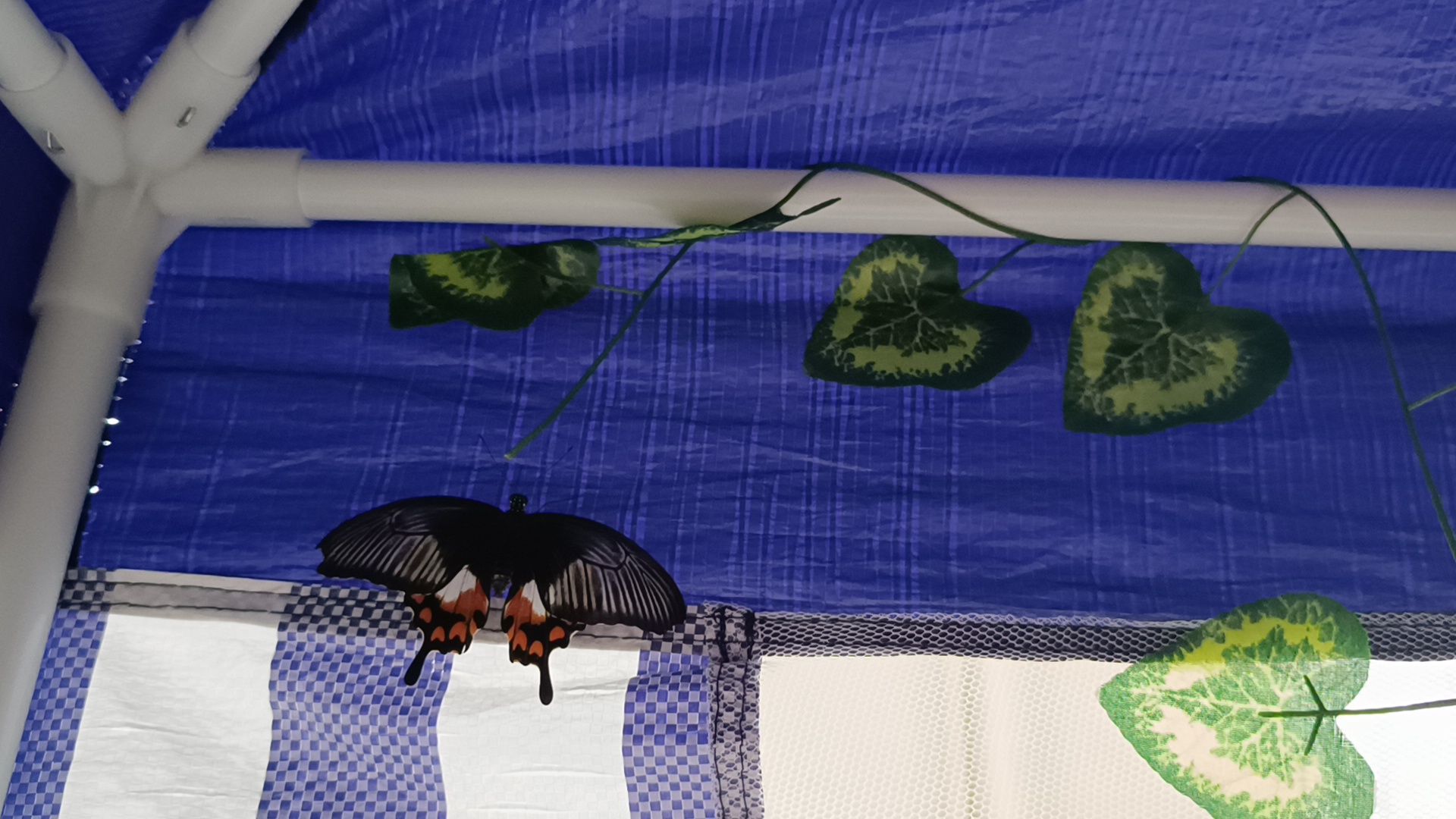 бабочка, выставка, лобня, библиотека,