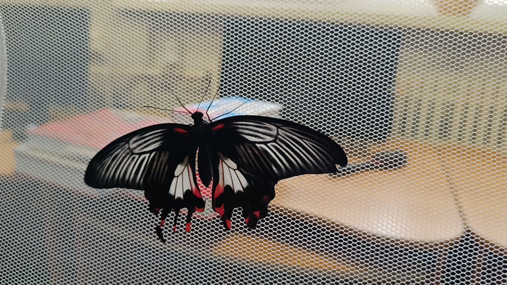 бабочка, выставка, лобня, библиотека,