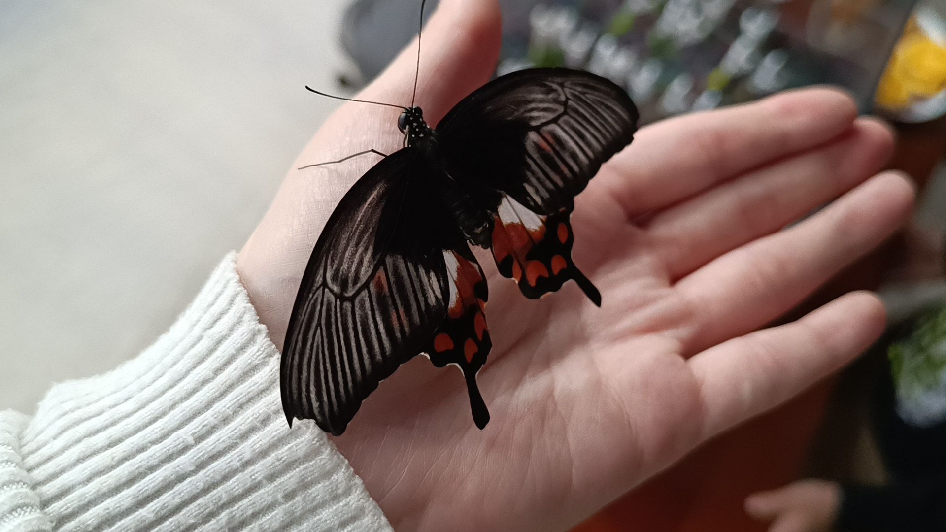 бабочка, выставка, лобня, библиотека,