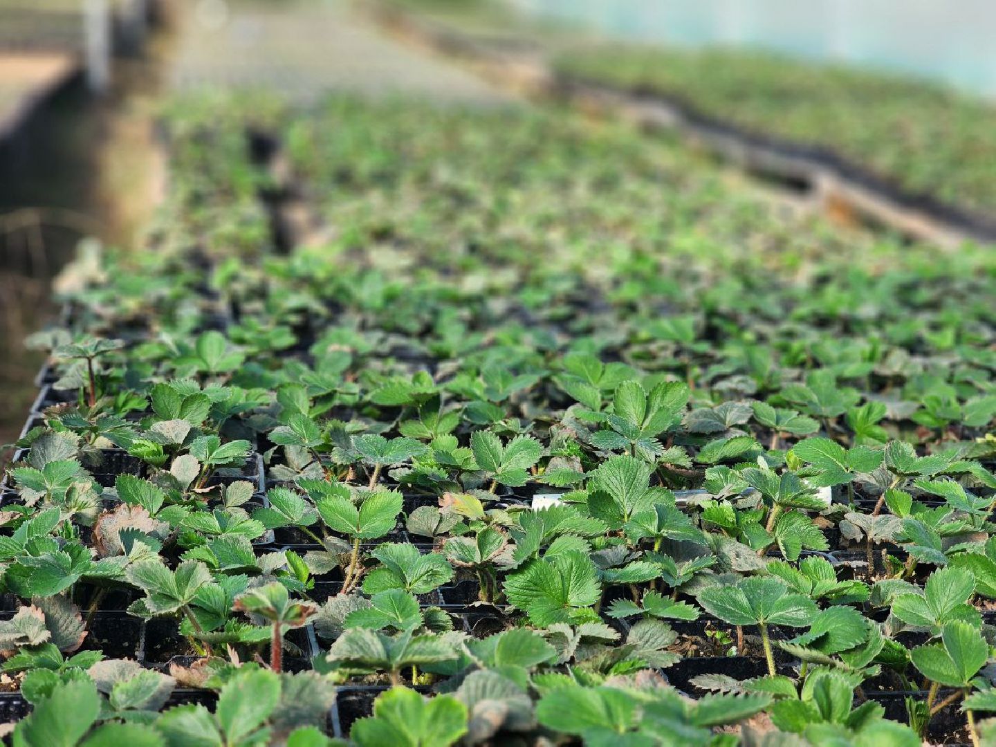 воскресенск, экономика, тепличное хозяйство, меры поддержки бизнеса,