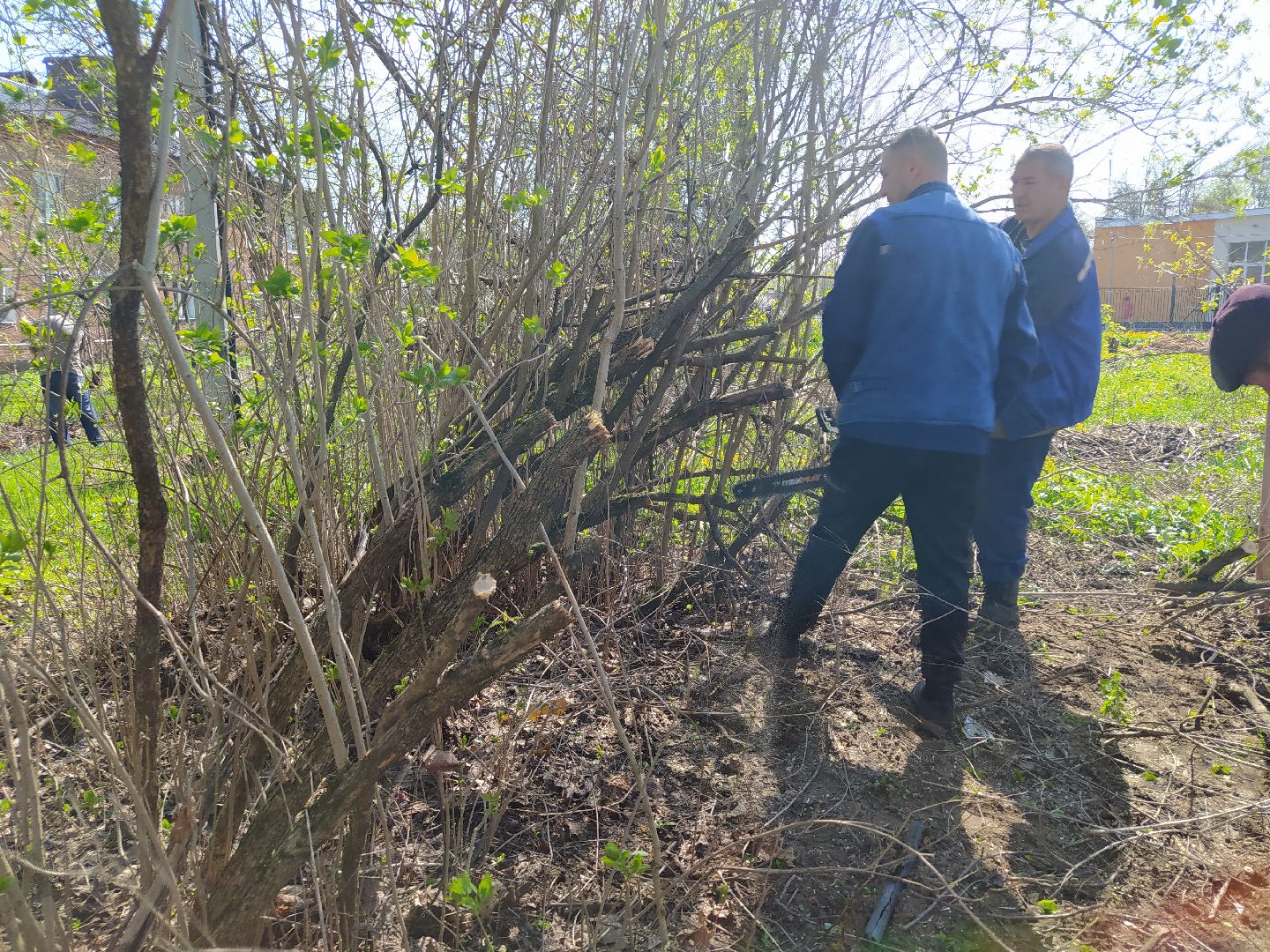 Обрезка деревьев, крона, ЖКХ