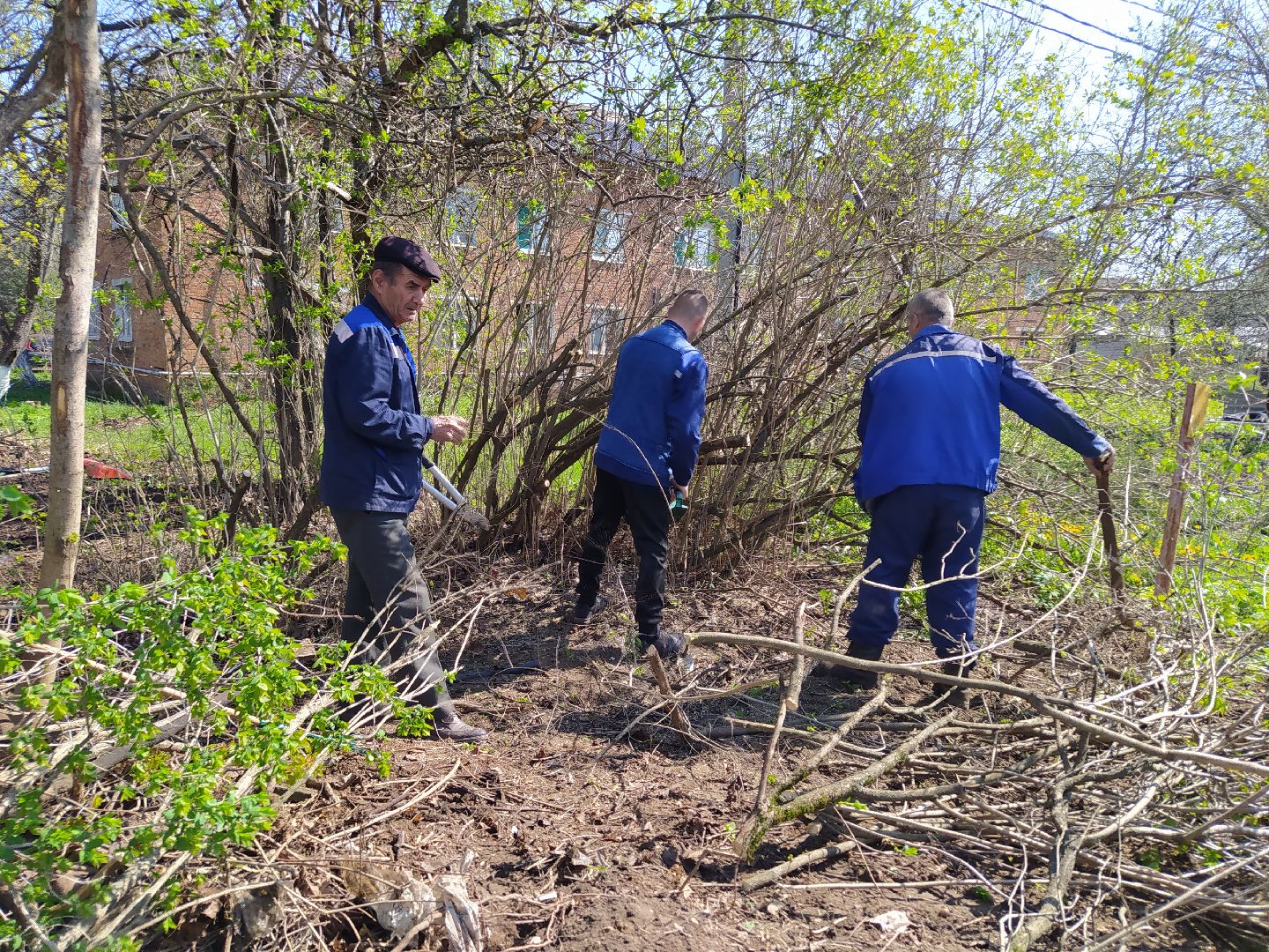 Обрезка деревьев, крона, ЖКХ