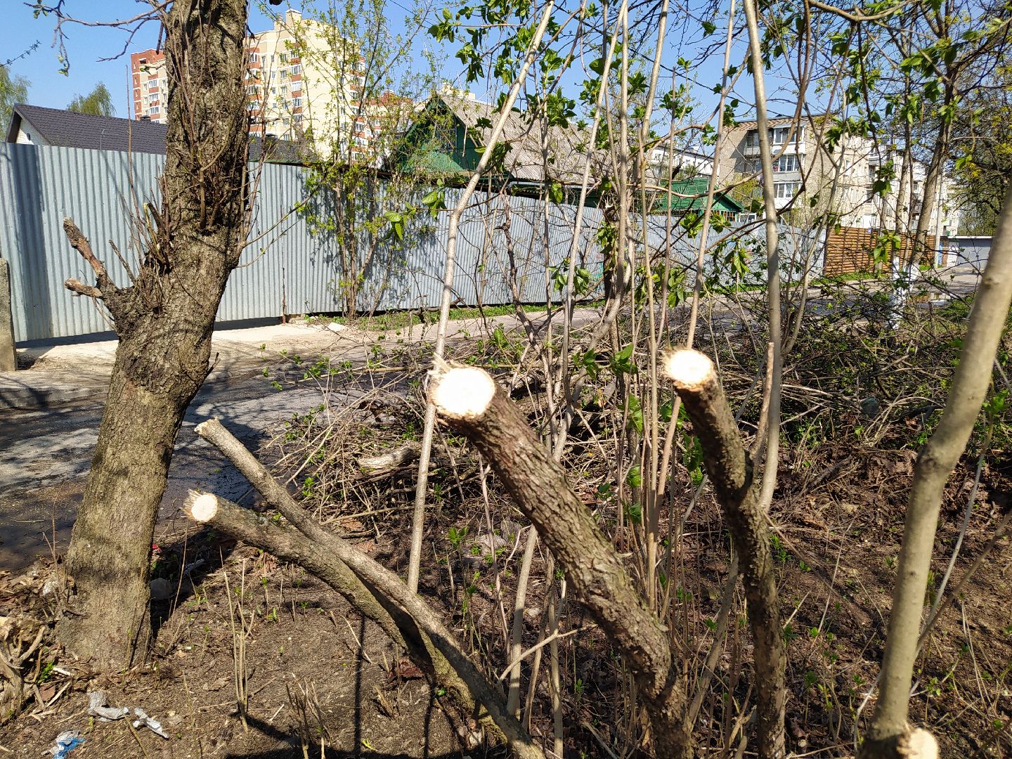 Обрезка деревьев, крона, ЖКХ