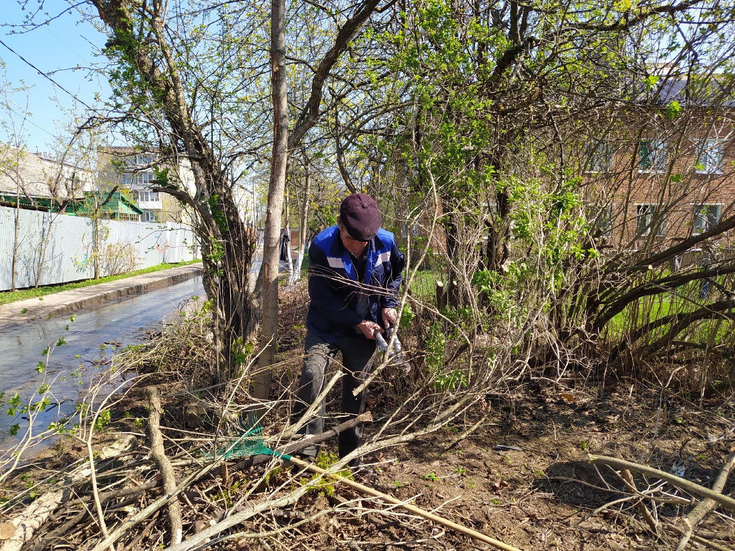 Обрезка деревьев, крона, ЖКХ