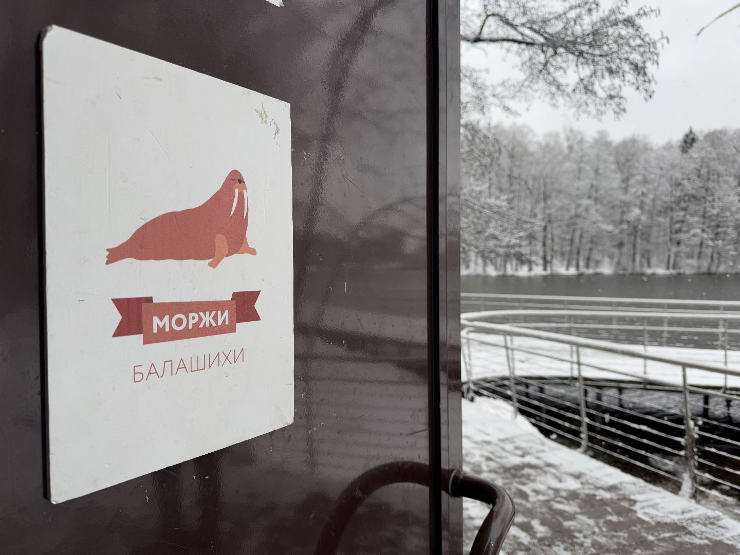 моржевание, балашиха, пехорка,