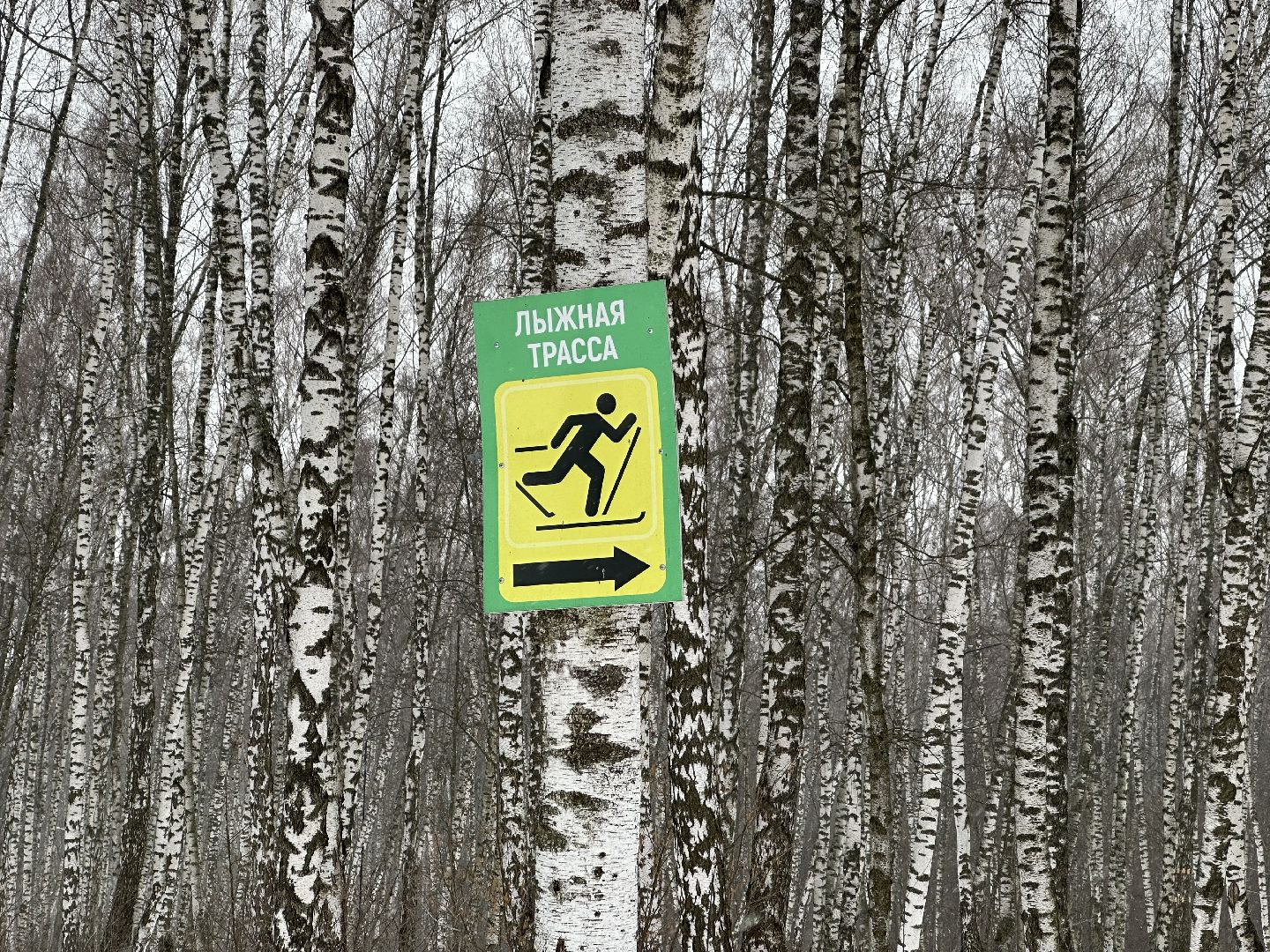 спорт, лыжи, домодедово,