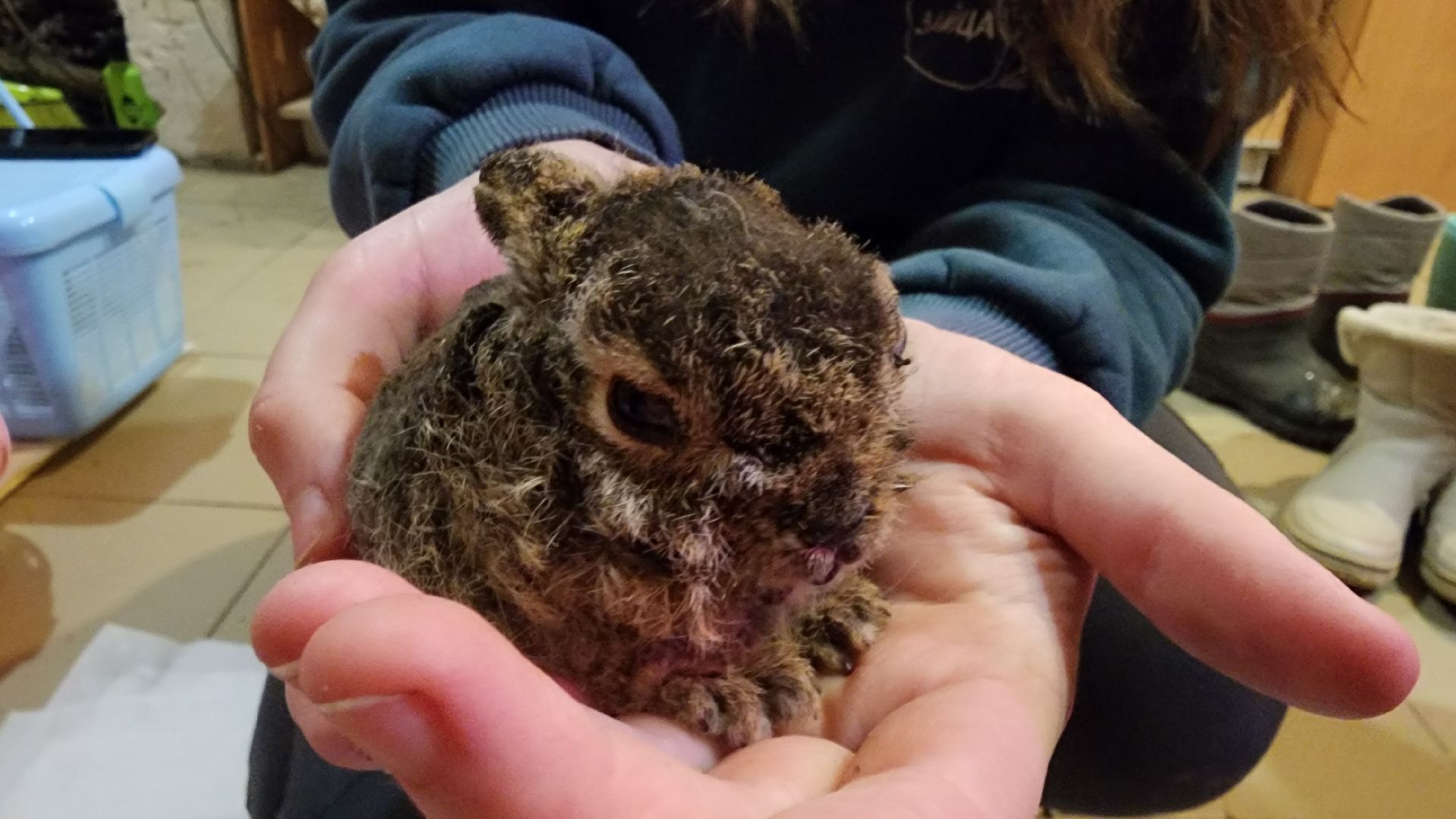экология, животные, пожар, пал травы, домодедово, дом зайца, реабилитационный центр, дикие животные, спасение животных, заяц,