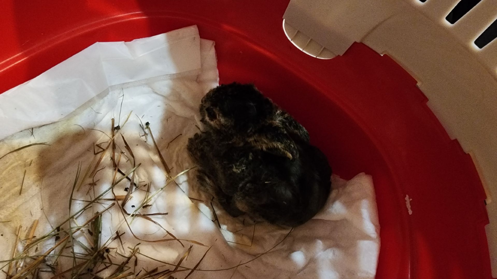 экология, животные, пожар, пал травы, домодедово, дом зайца, реабилитационный центр, дикие животные, спасение животных, заяц,