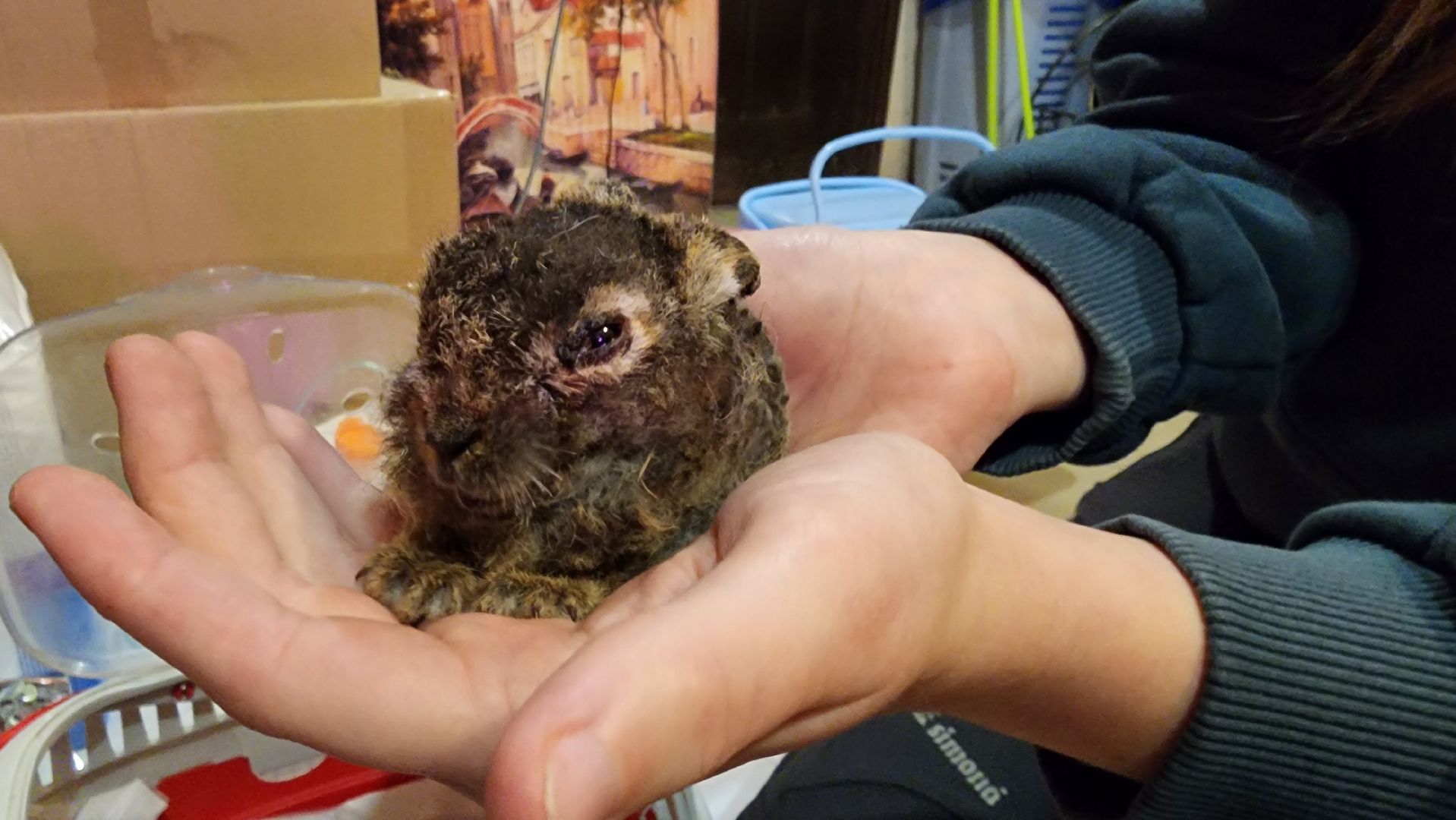 экология, животные, пожар, пал травы, домодедово, дом зайца, реабилитационный центр, дикие животные, спасение животных, заяц,