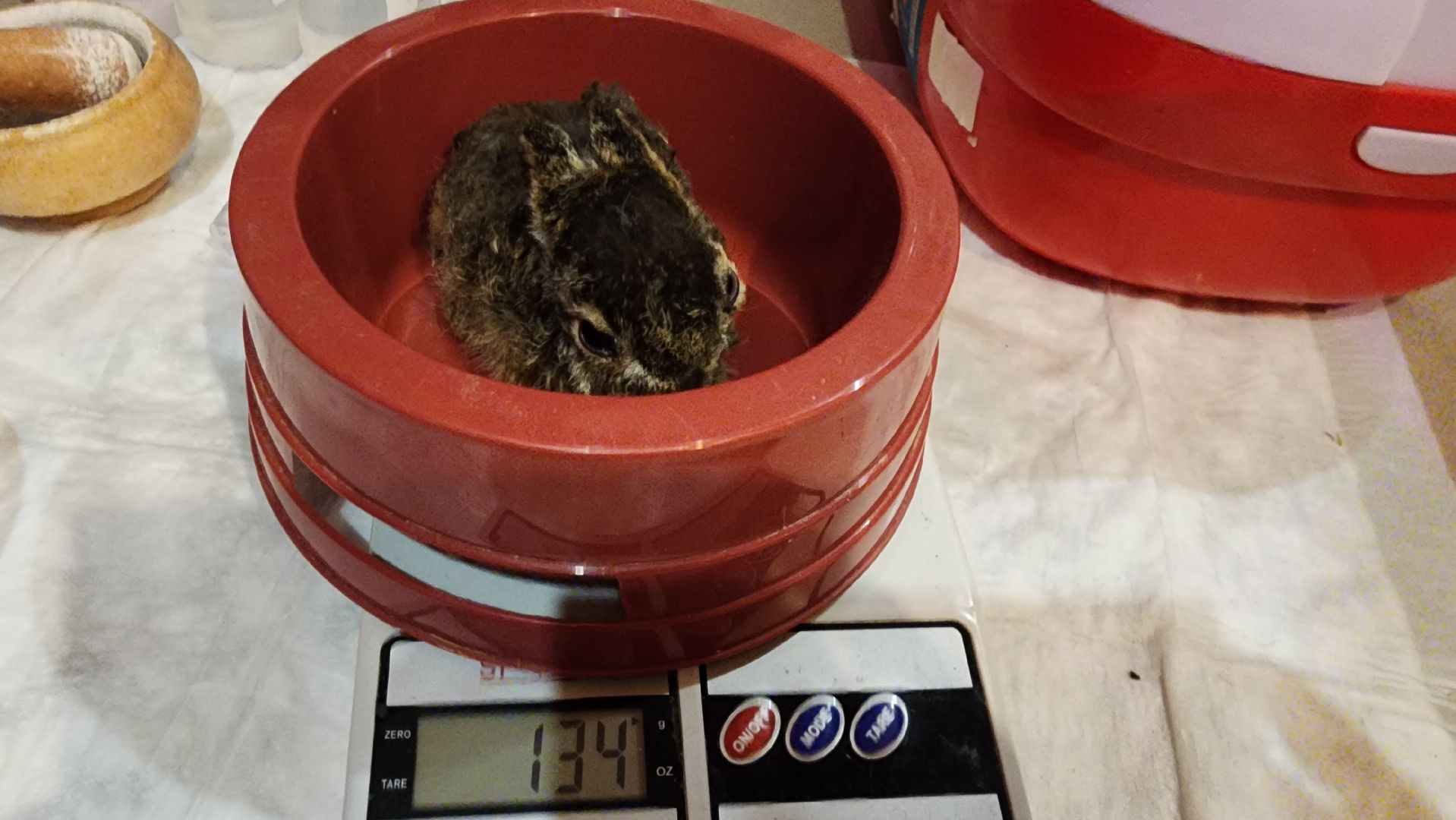 экология, животные, пожар, пал травы, домодедово, дом зайца, реабилитационный центр, дикие животные, спасение животных, заяц,