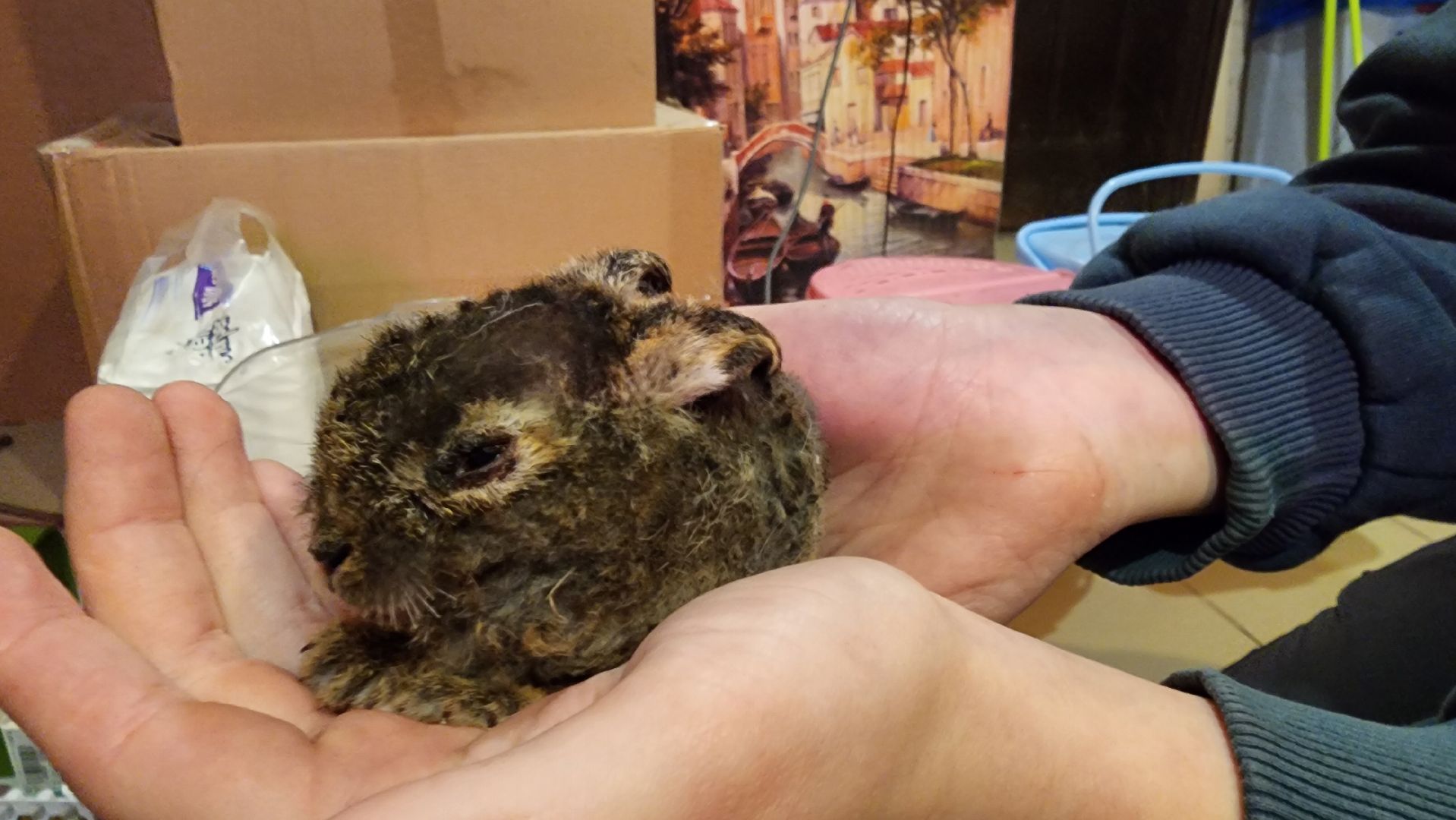 экология, животные, пожар, пал травы, домодедово, дом зайца, реабилитационный центр, дикие животные, спасение животных, заяц,