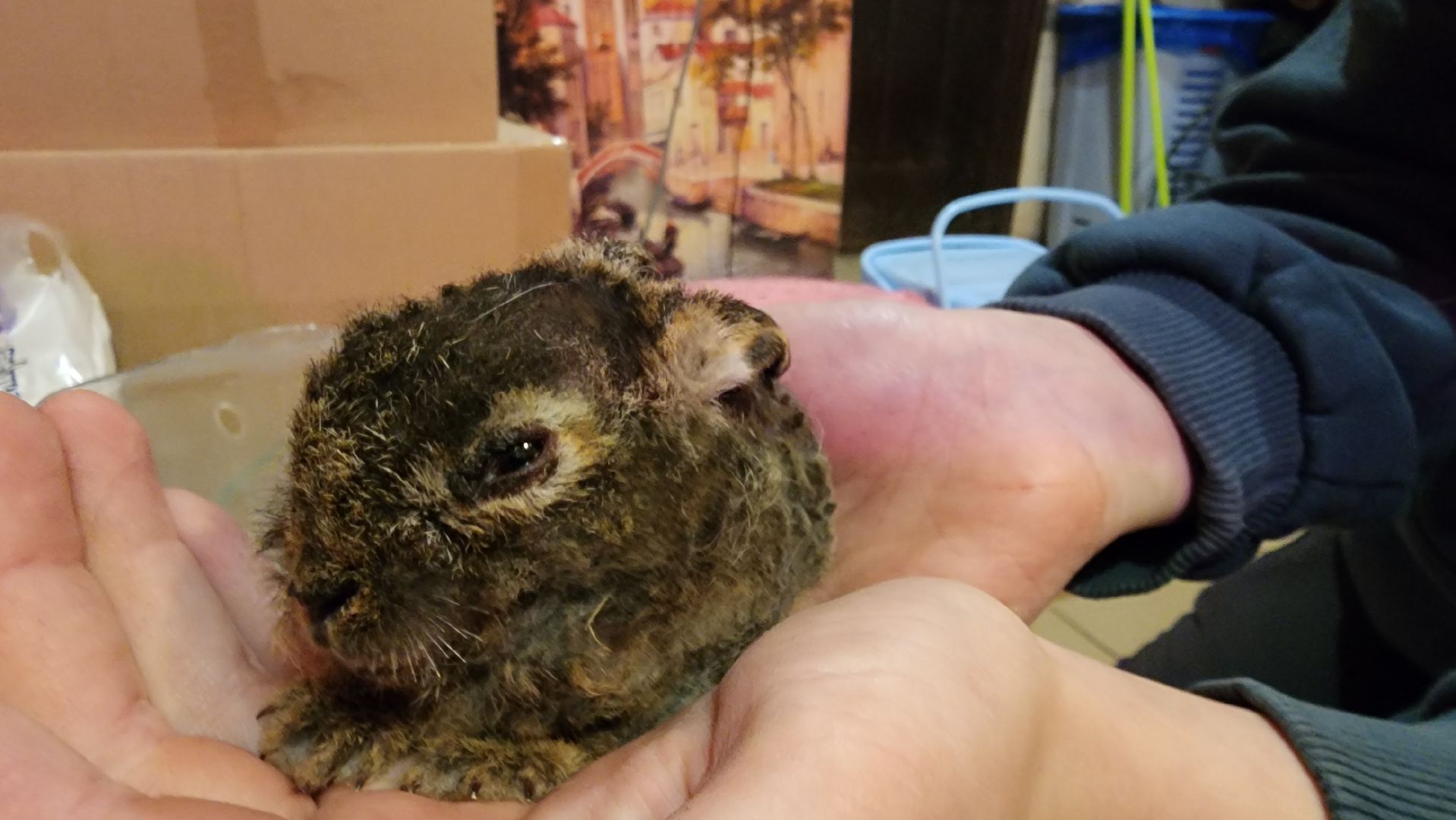 экология, животные, пожар, пал травы, домодедово, дом зайца, реабилитационный центр, дикие животные, спасение животных, заяц,